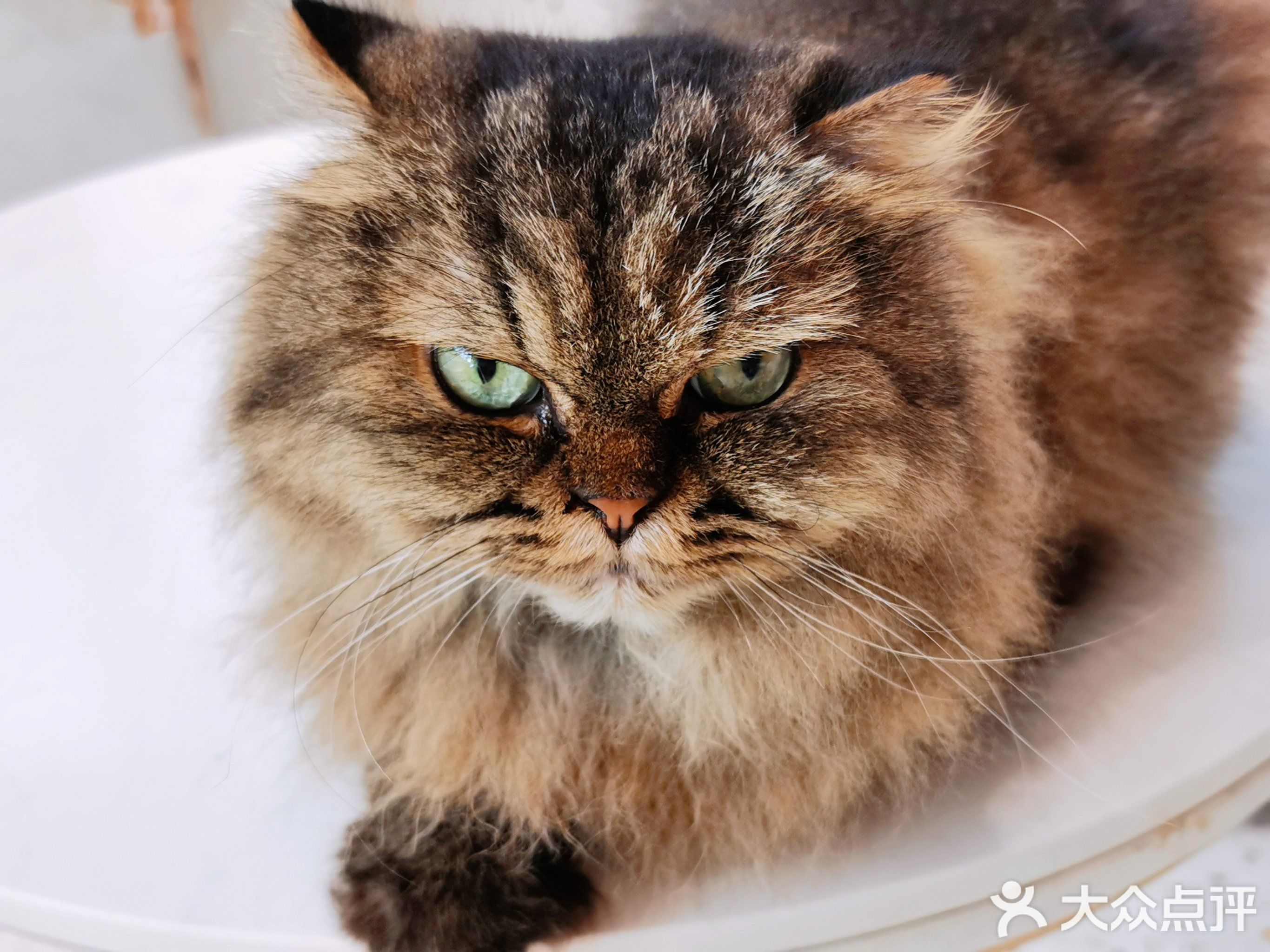 喵呜猫主题餐吧·猫咖·狗咖·卡皮巴拉(百德商业中心店)