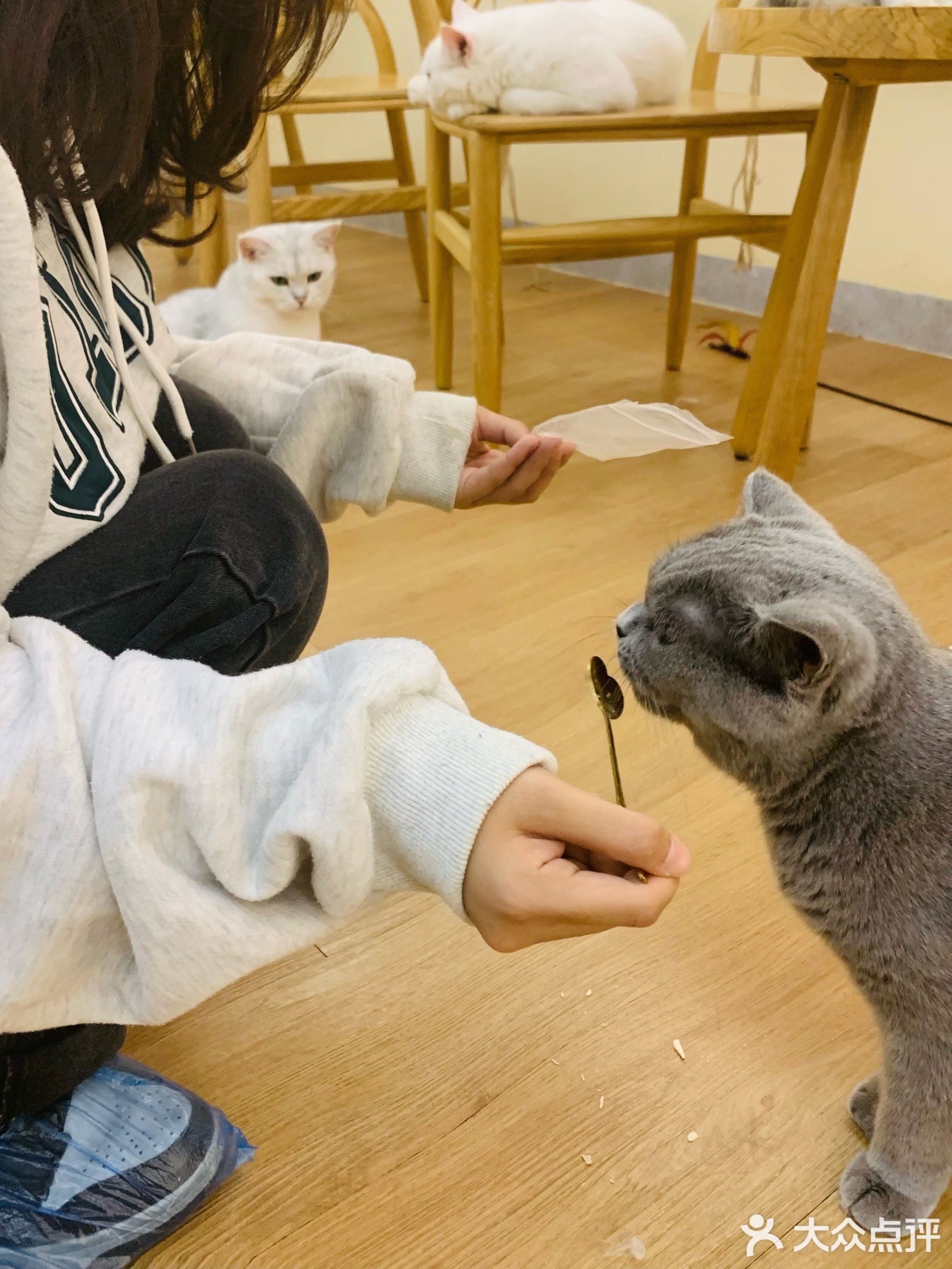 橘子与猫·猫咖·咪繁殖生活馆