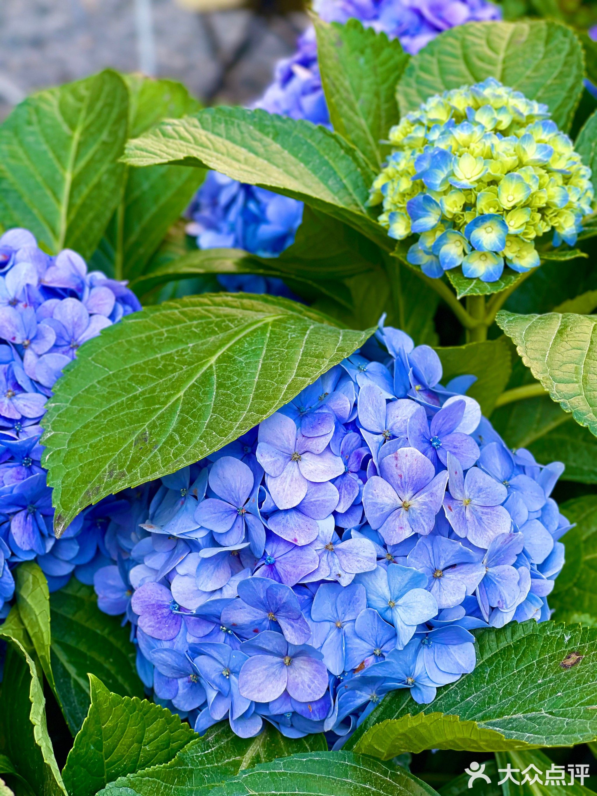 爱琴海ALY·融合西餐(潮兴路店)