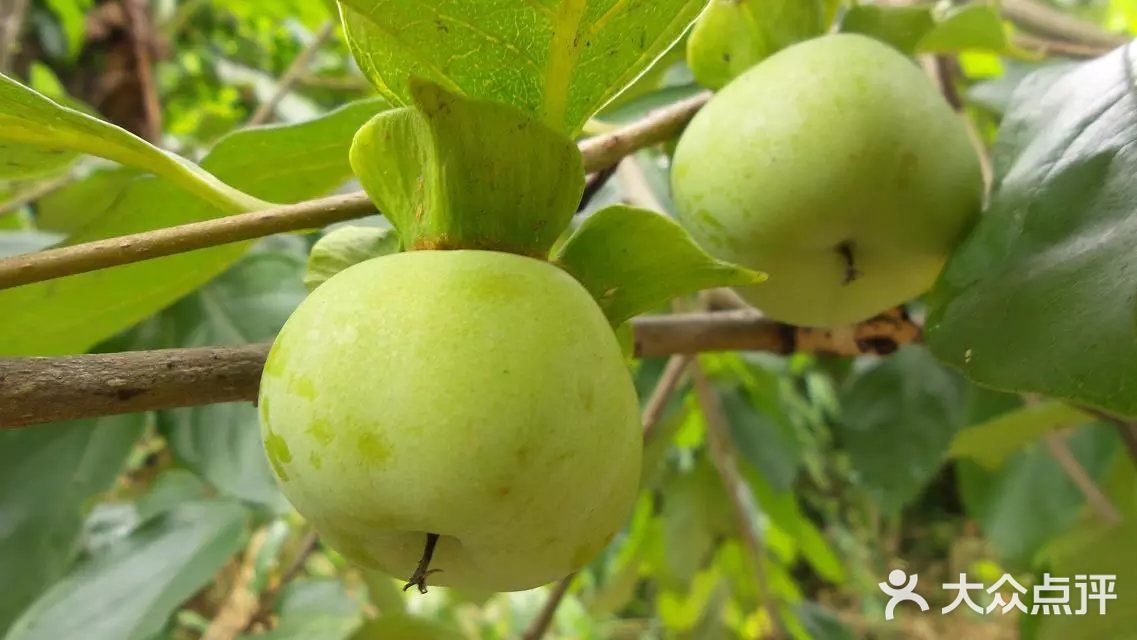 钱排三华李游客摘果园