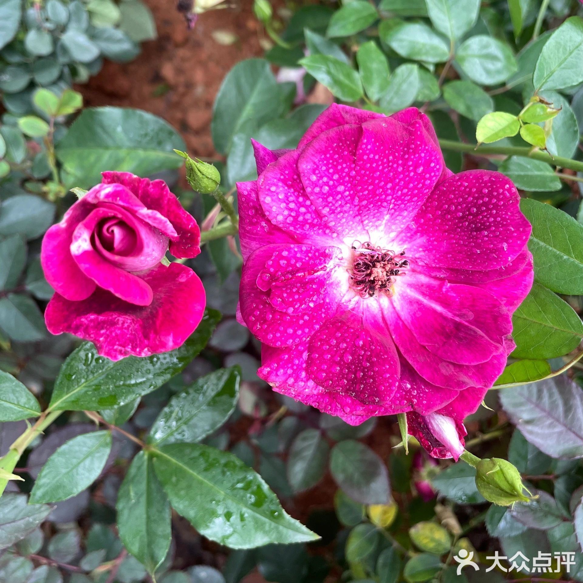 人民公园-月季园