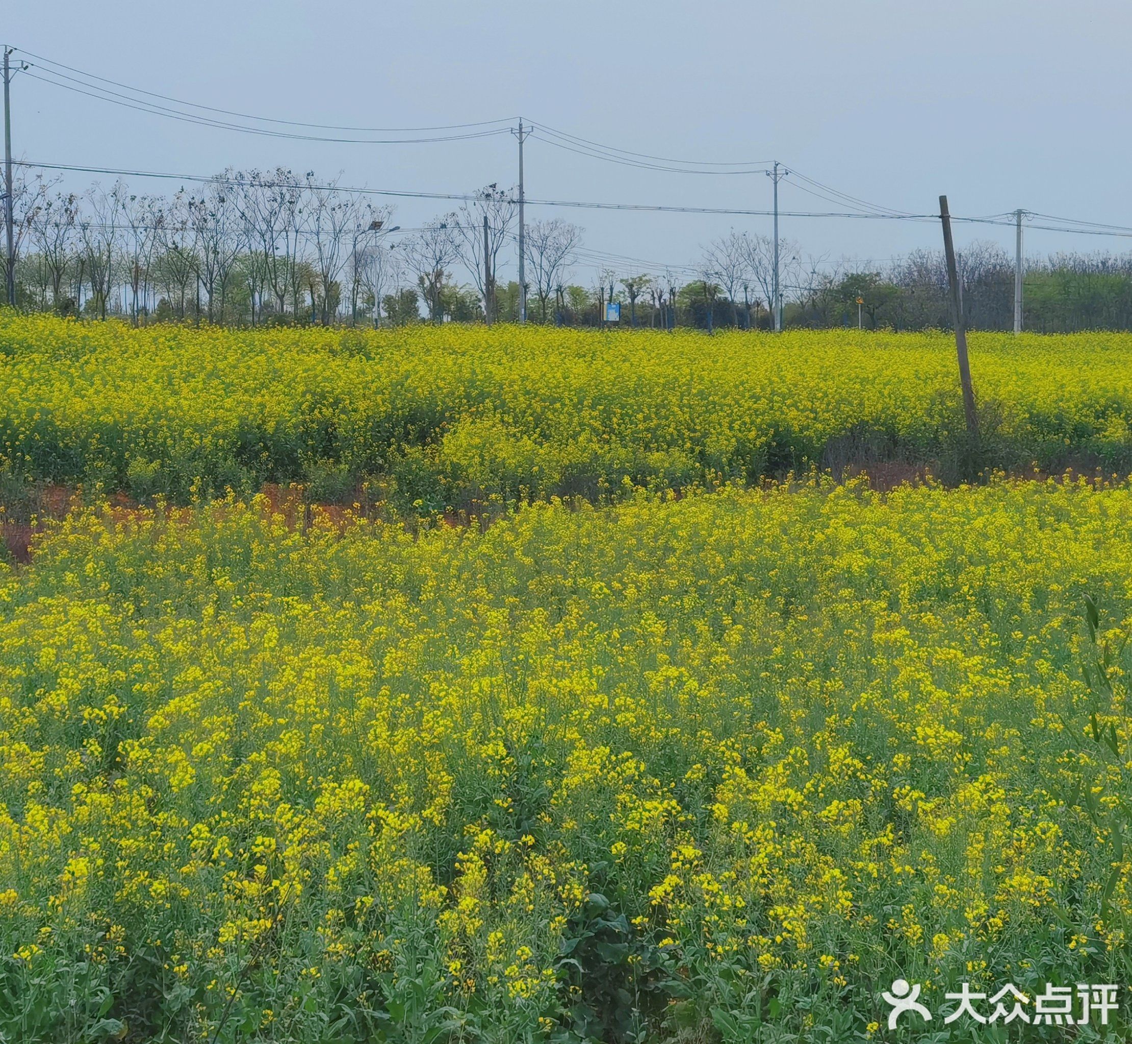 青春村樱花园