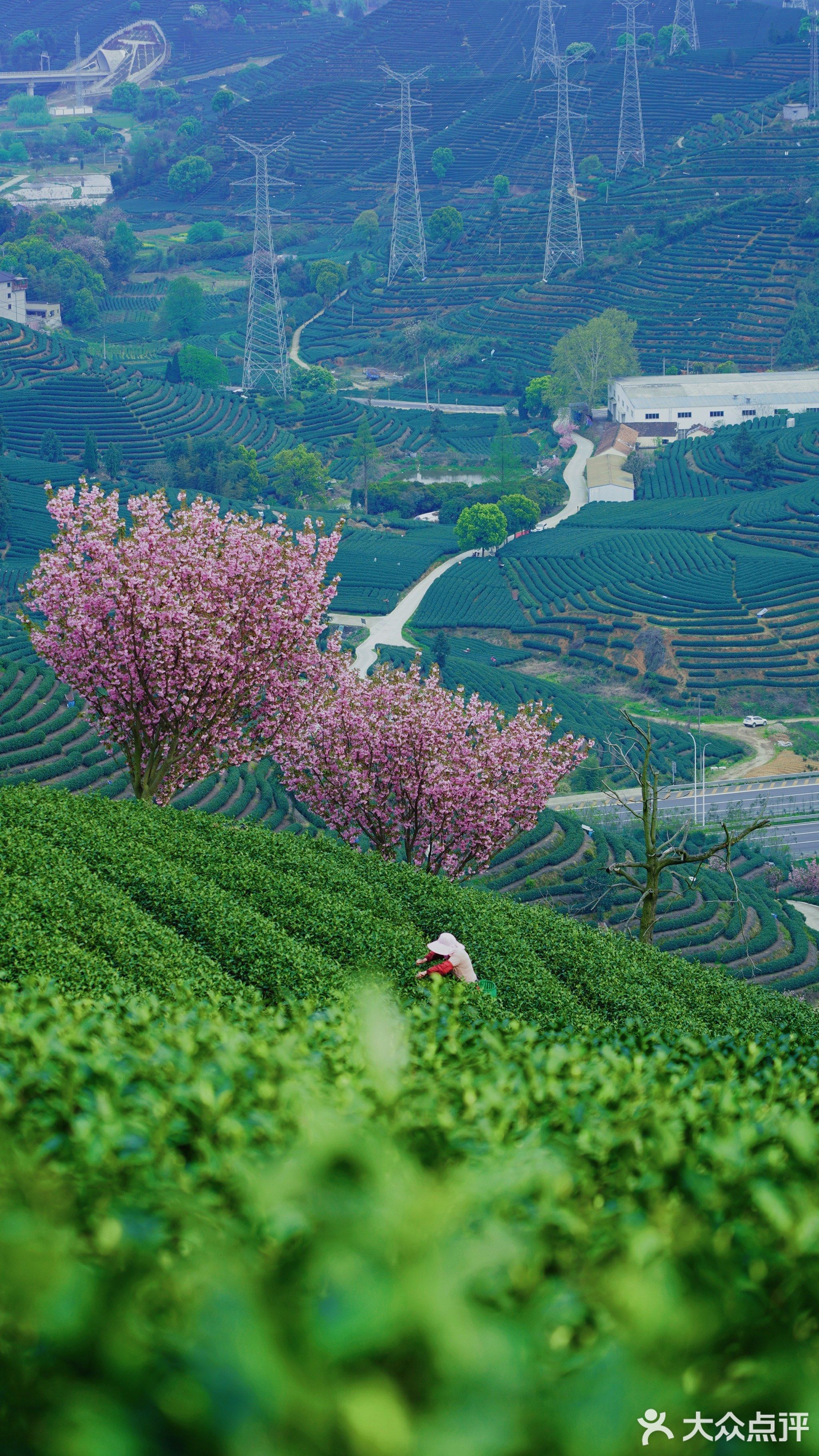 拔山高峰茶叶市场