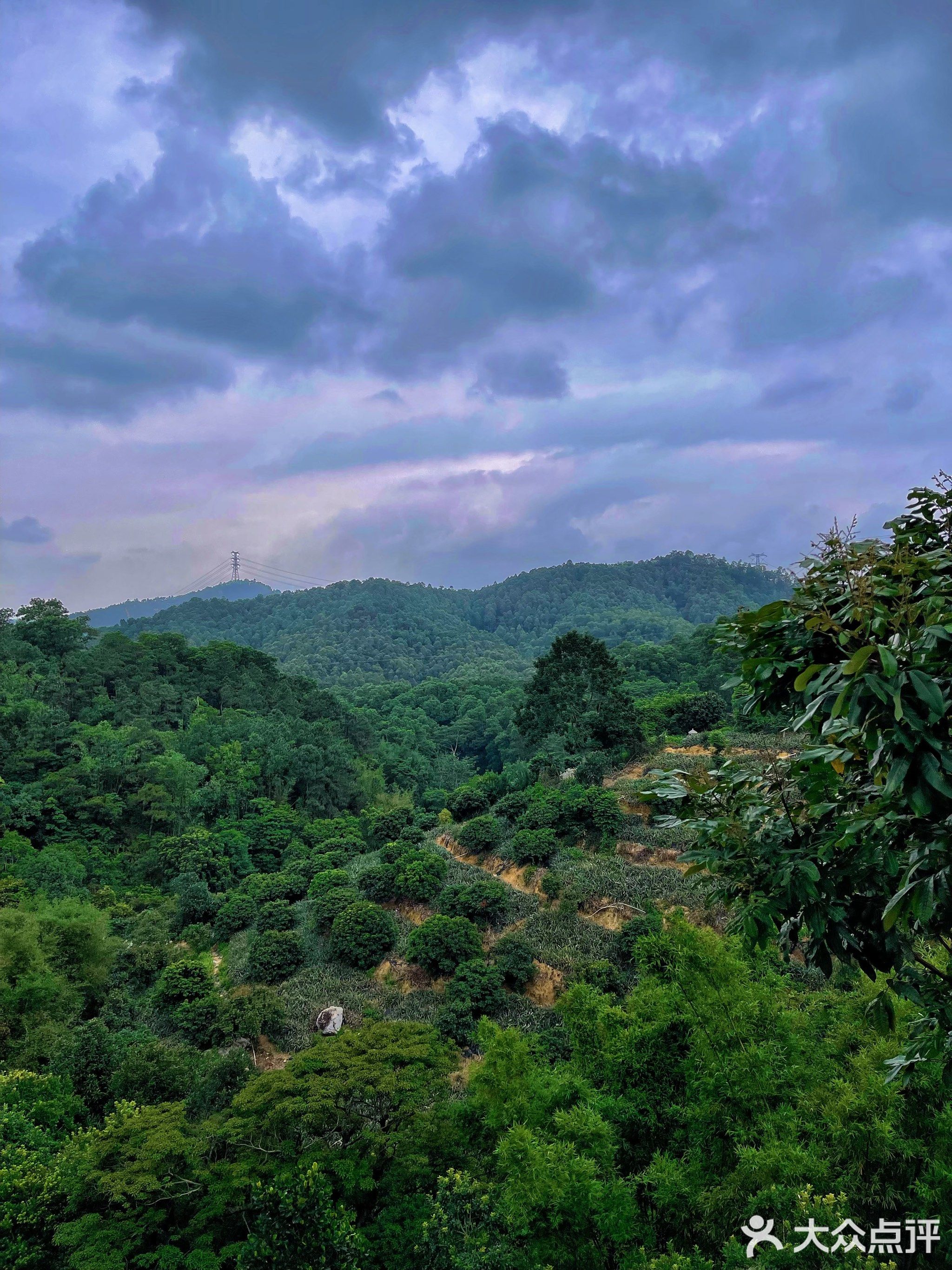 神湾金土叔菠萝店