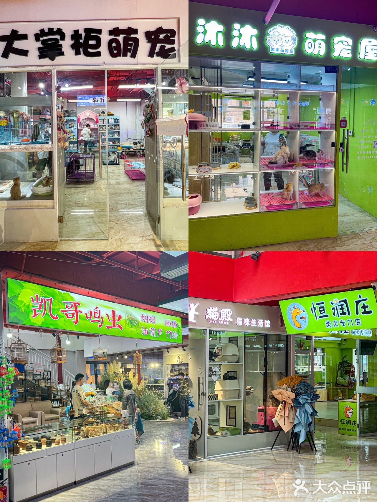 青泥洼花鸟鱼宠物市场