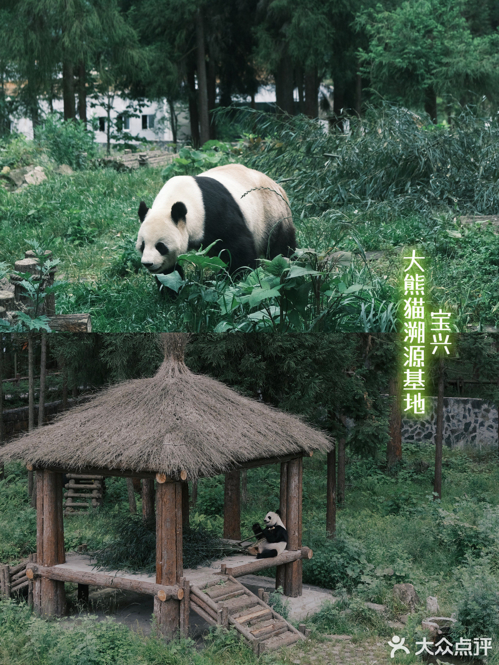 大熊猫国际溯源营地