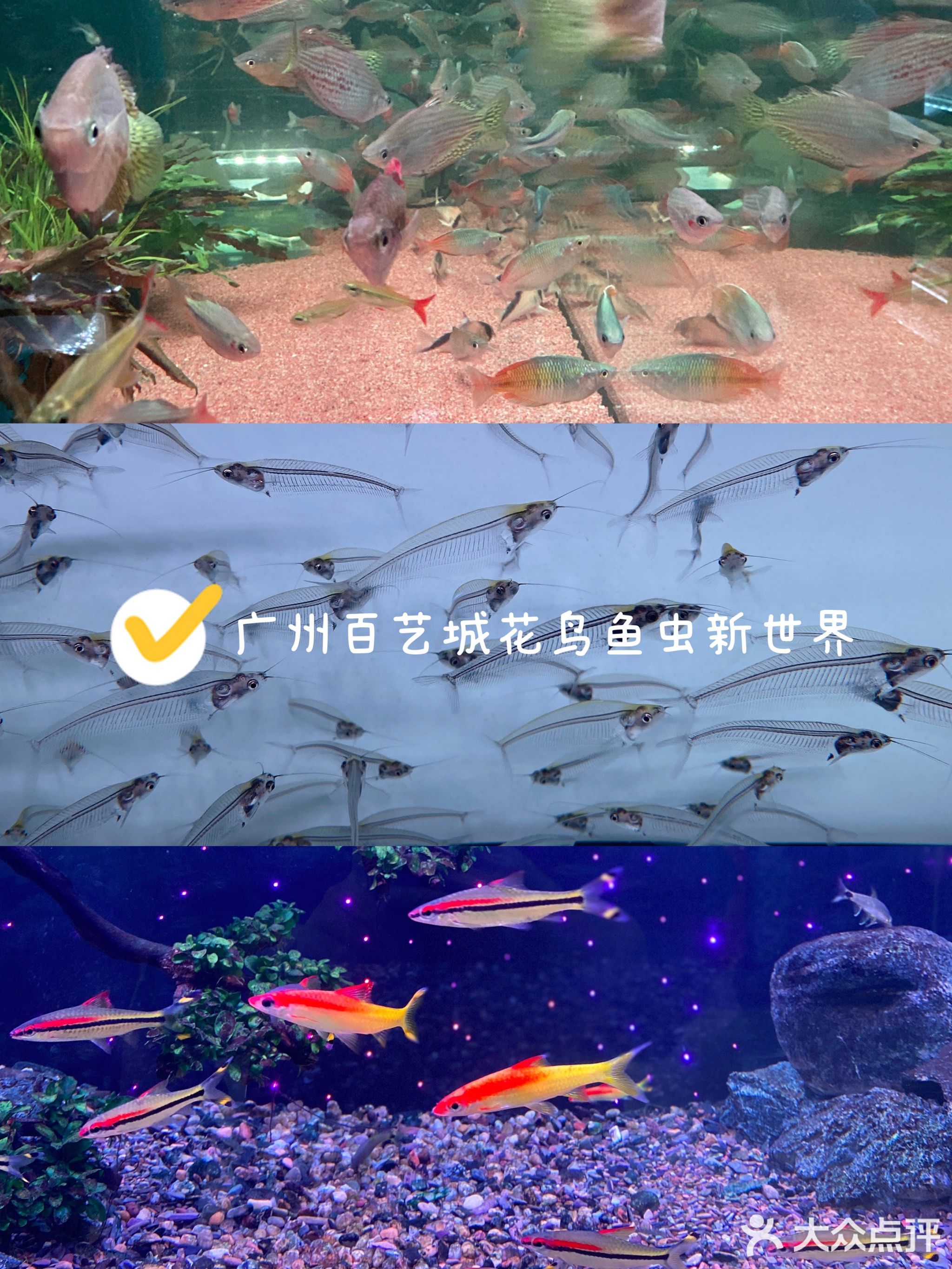 广州百艺城水草爬虫一条街