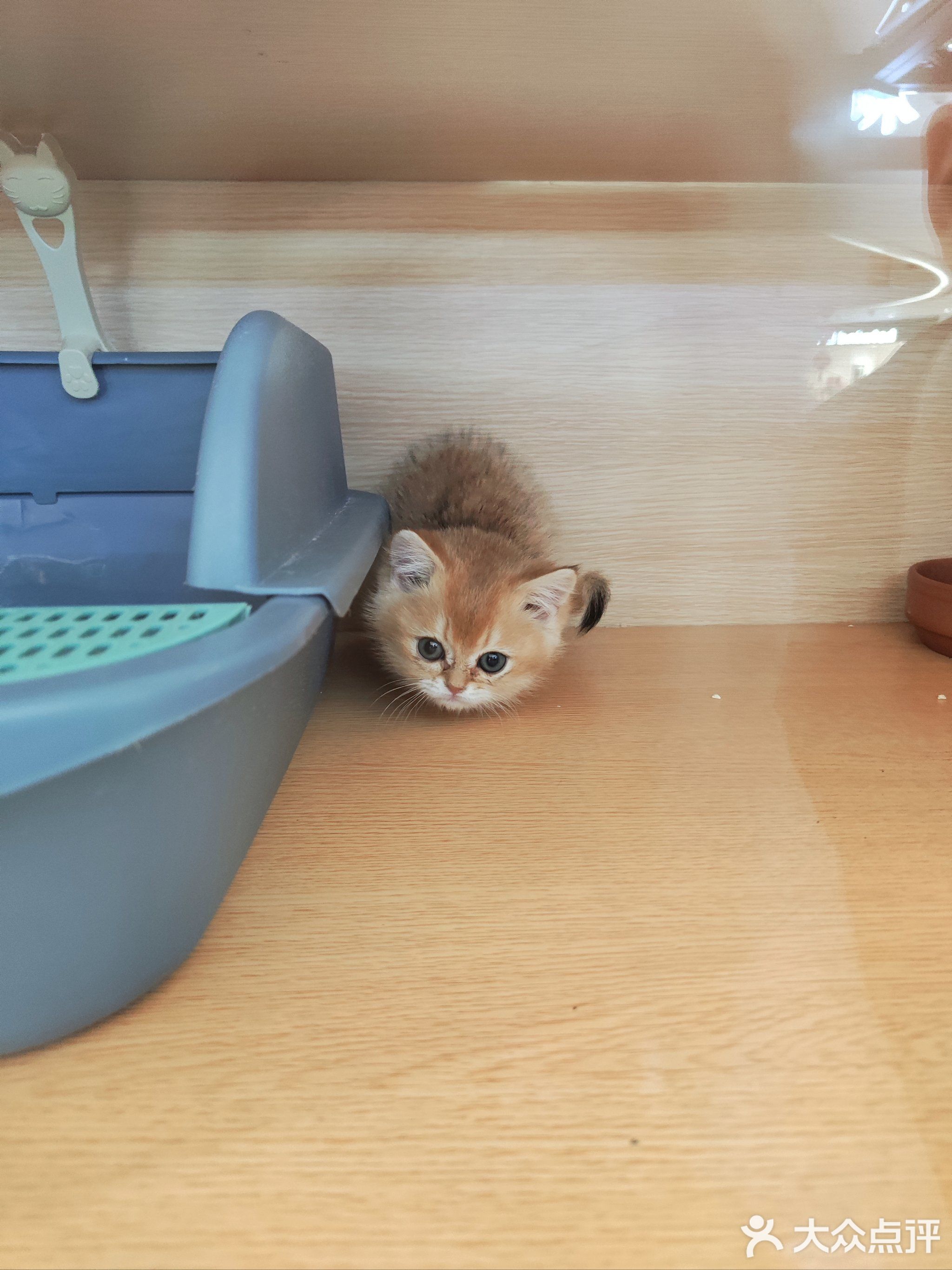 柏喵猫咪领养馆(济南印象城店)