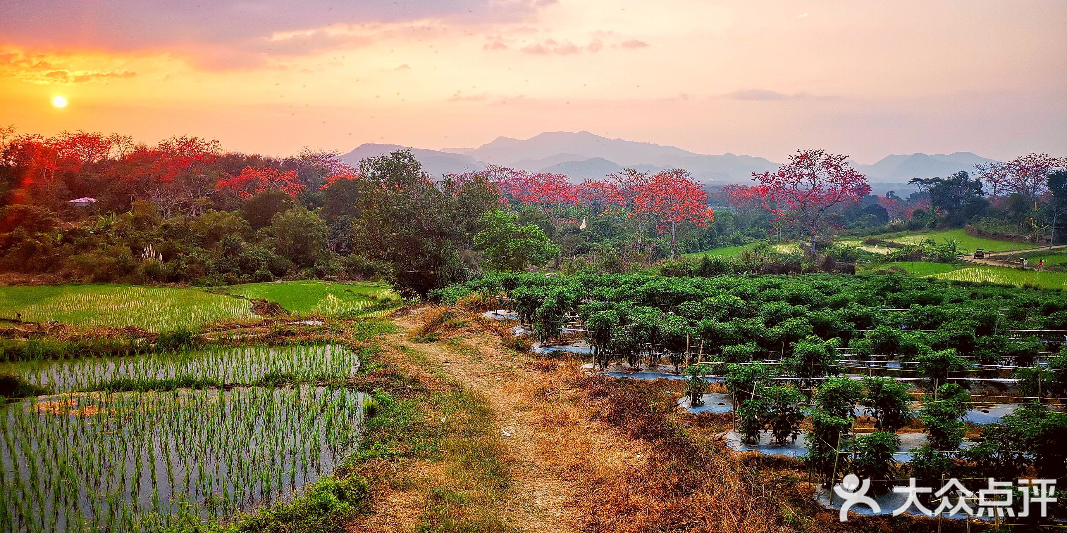宝山梯田