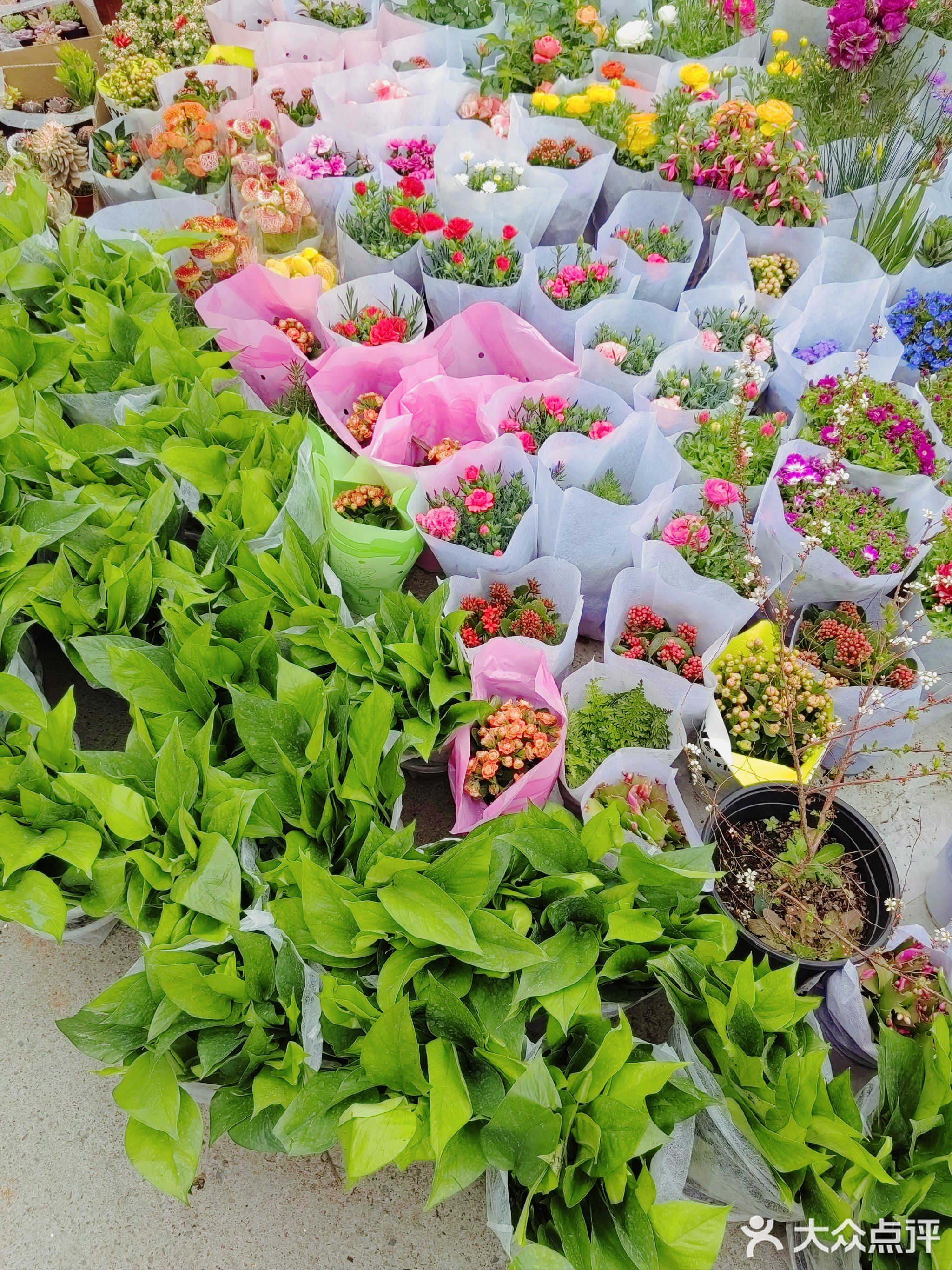 杭州城北花卉