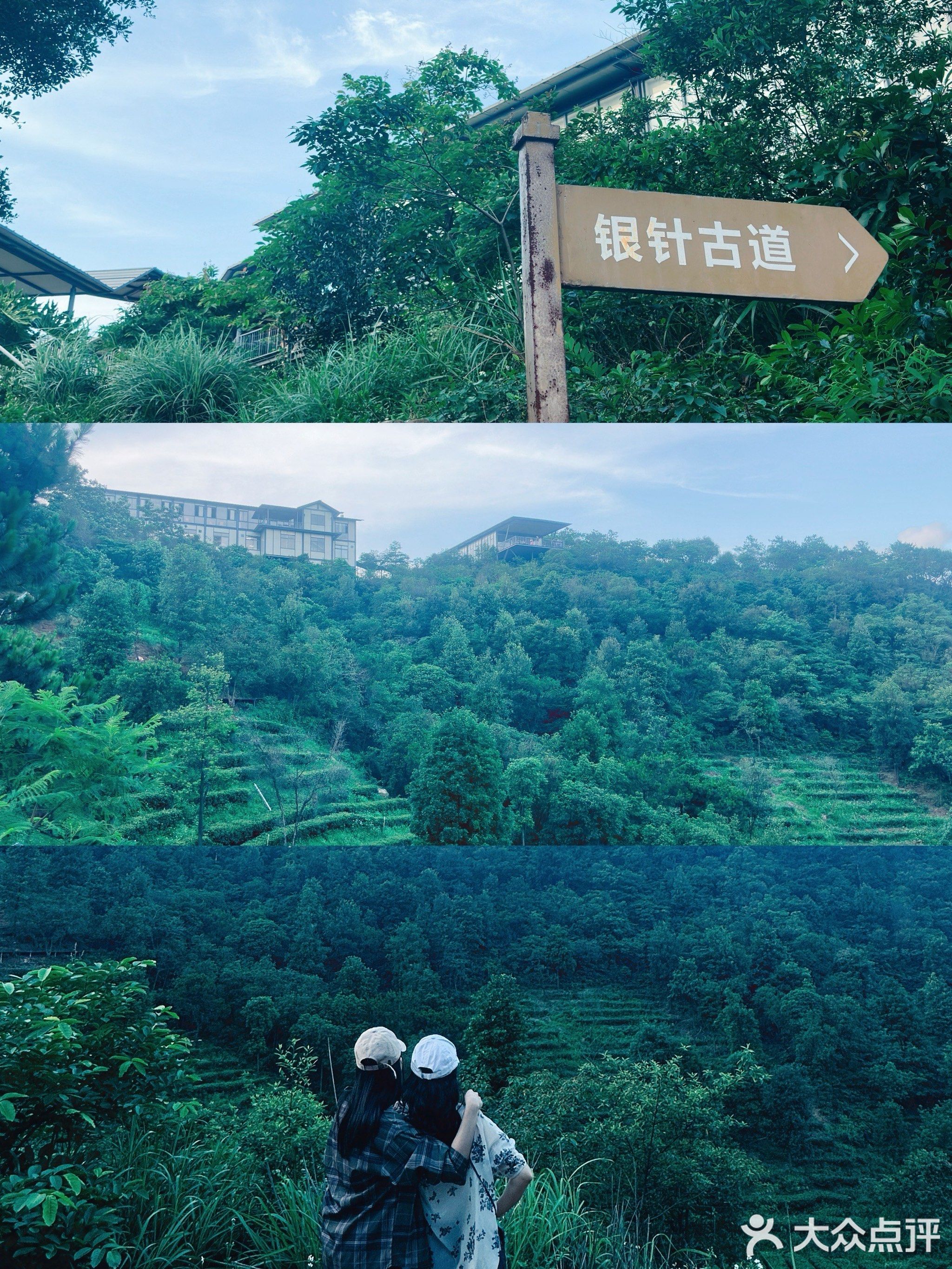 古劳生态茶园
