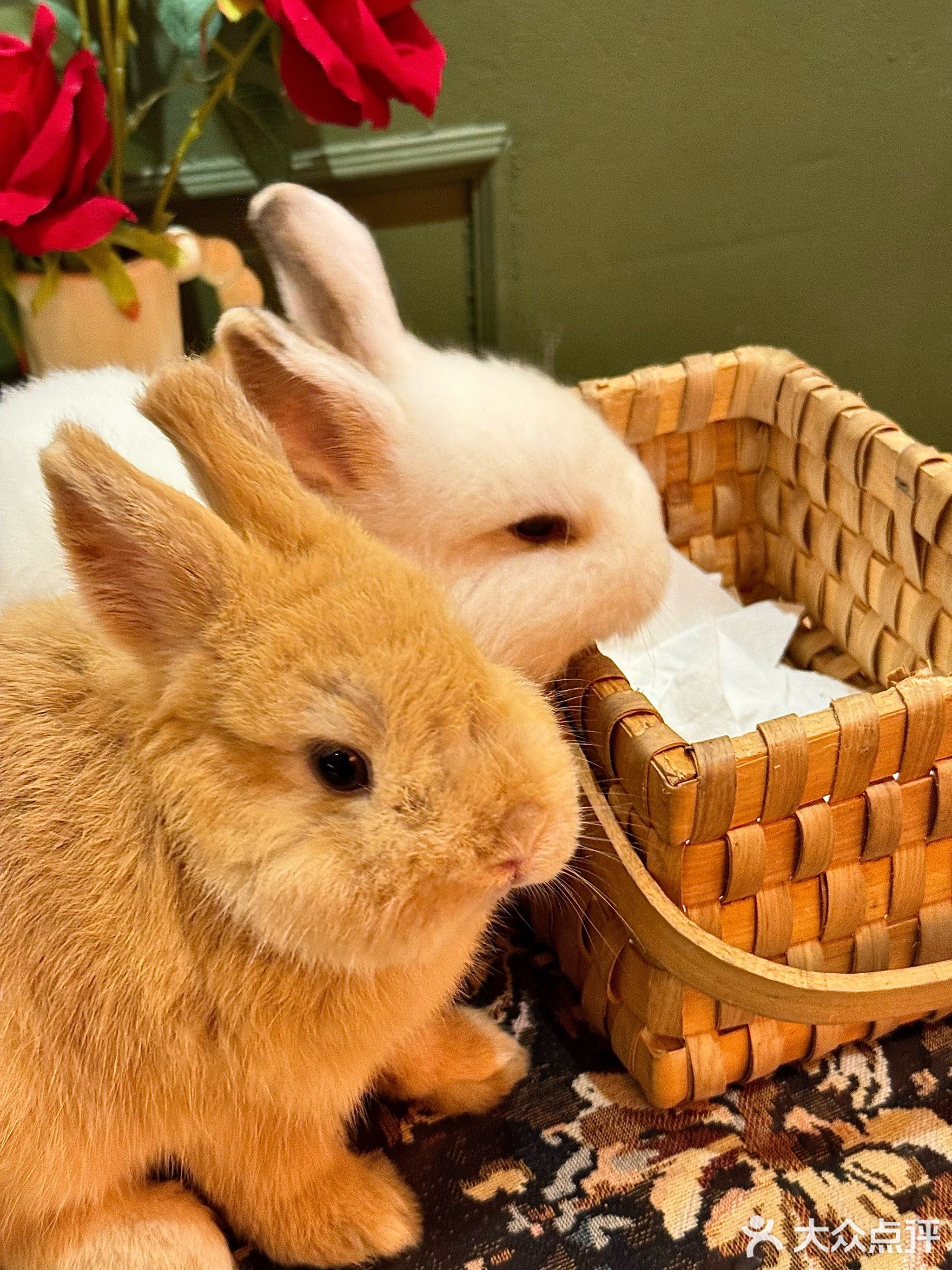 喜兔Bunny house