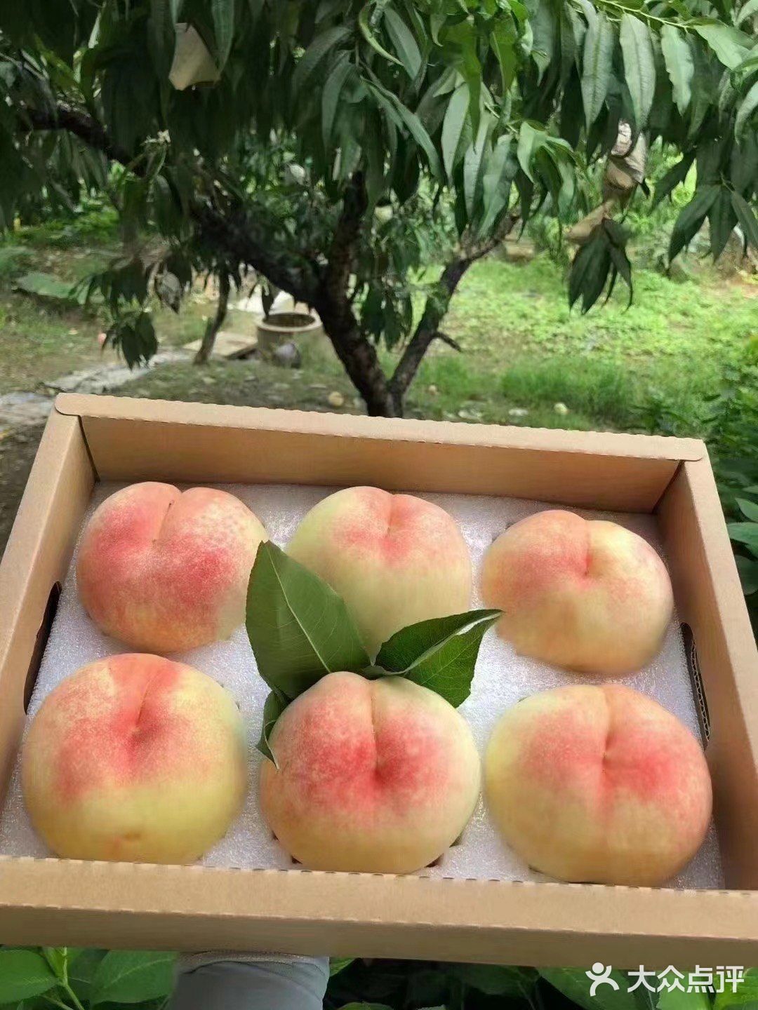 阳山水蜜桃批发市场