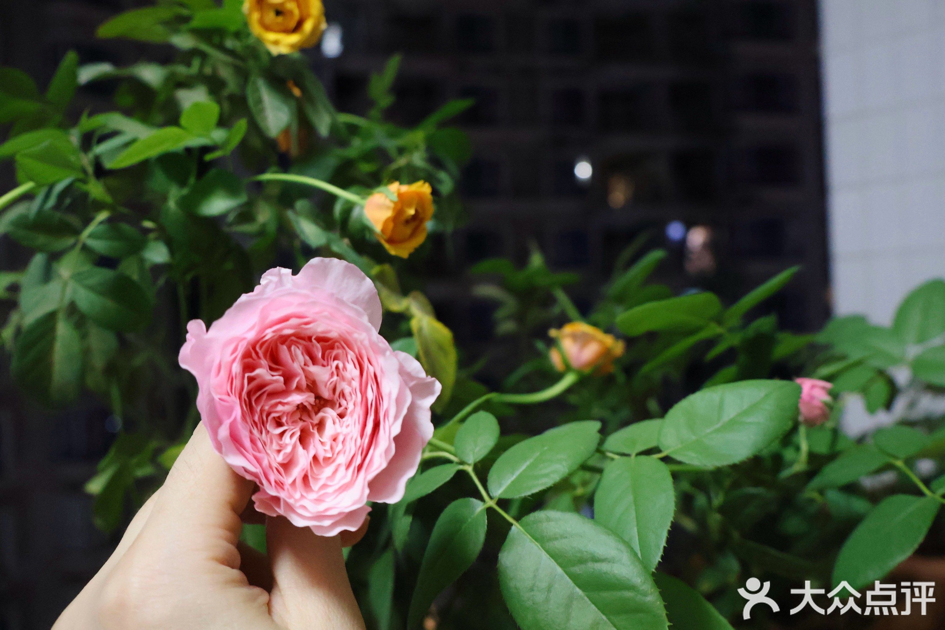 天天鲜花