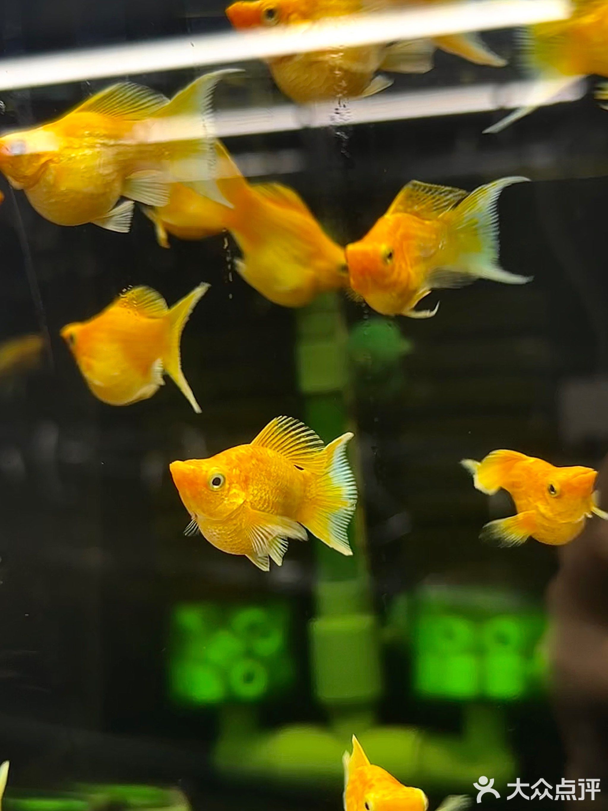 老王孔雀鱼(愉翠雅园店)
