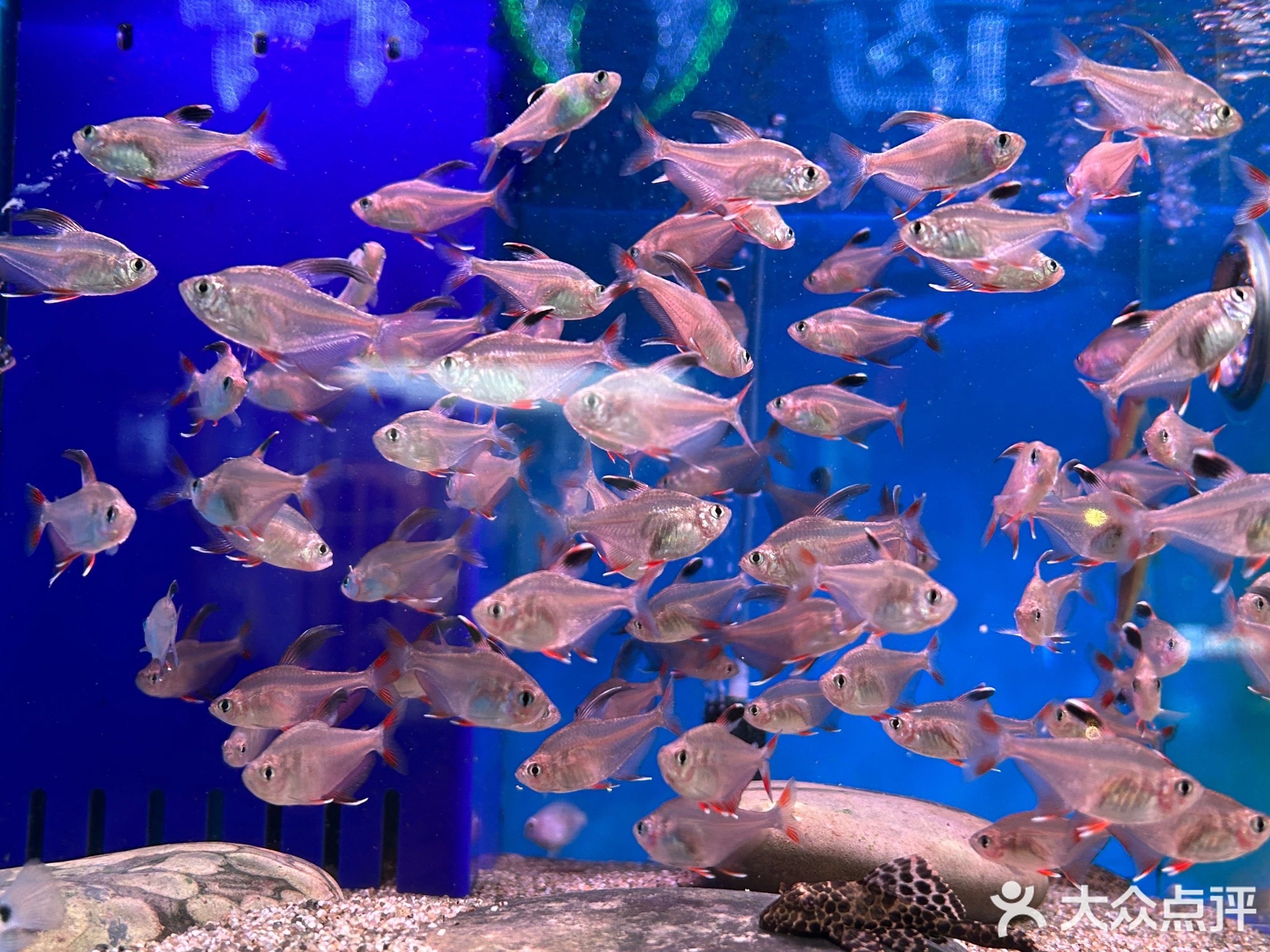 华源旺隆鱼鸟水族馆(民治店)