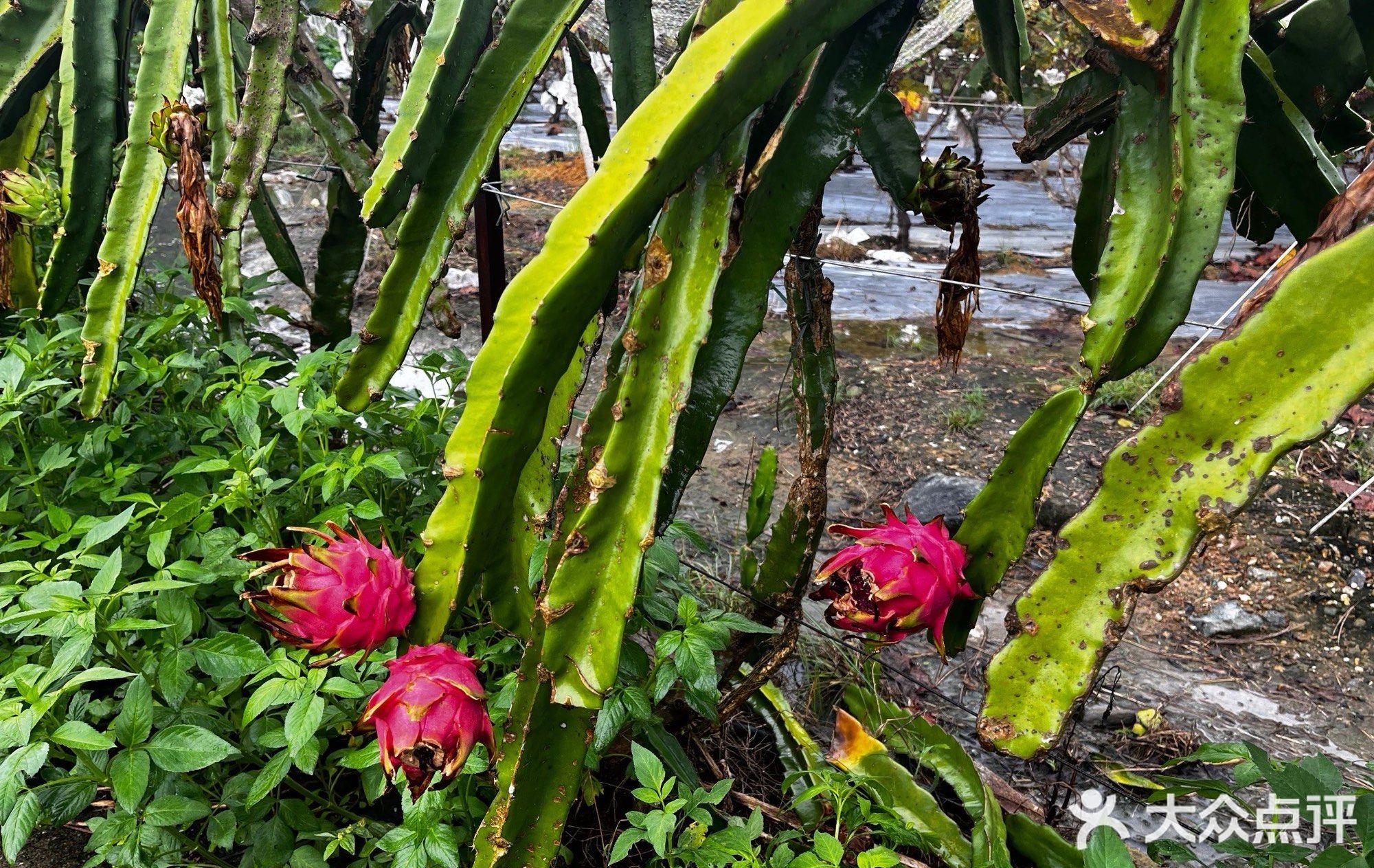 葡萄园海鲜餐厅