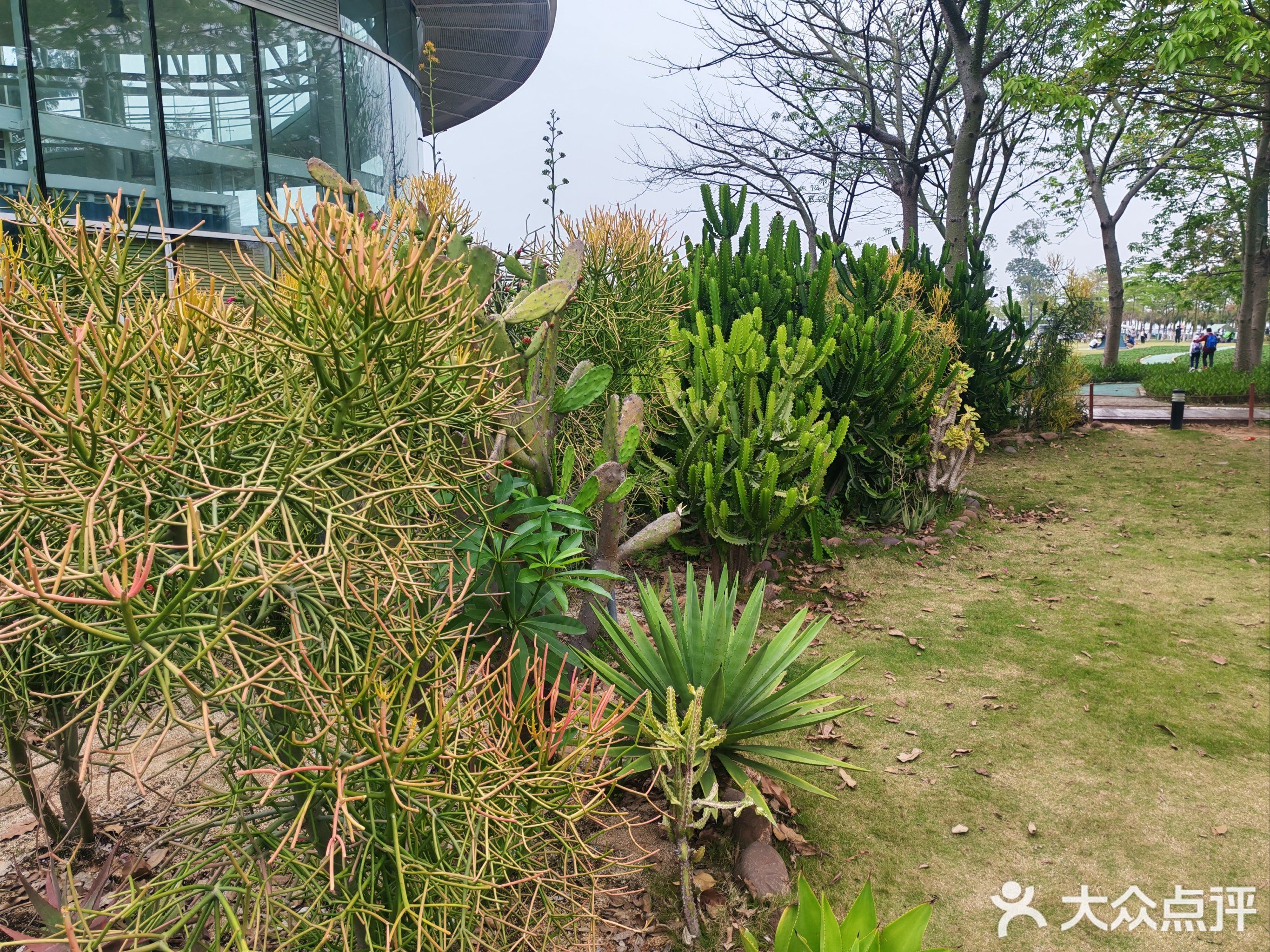 珠海沙漠植物园