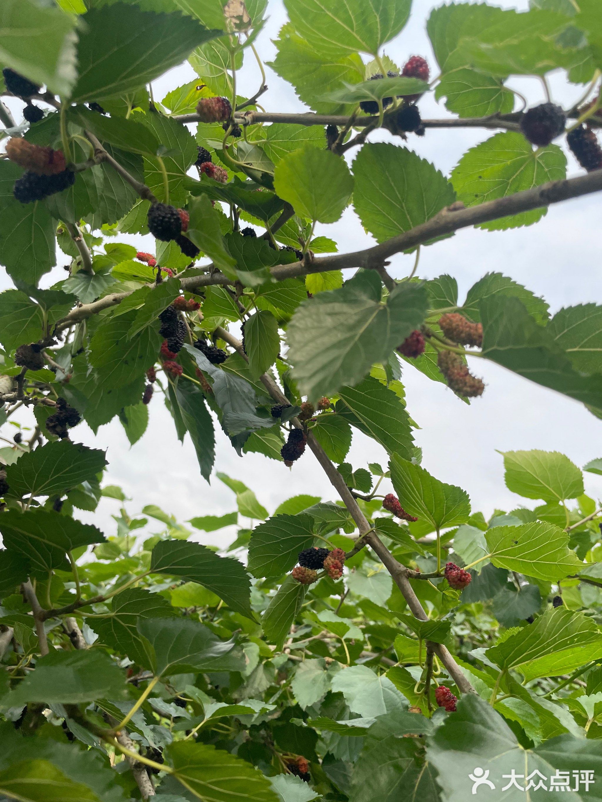 八一总场糖厂中学