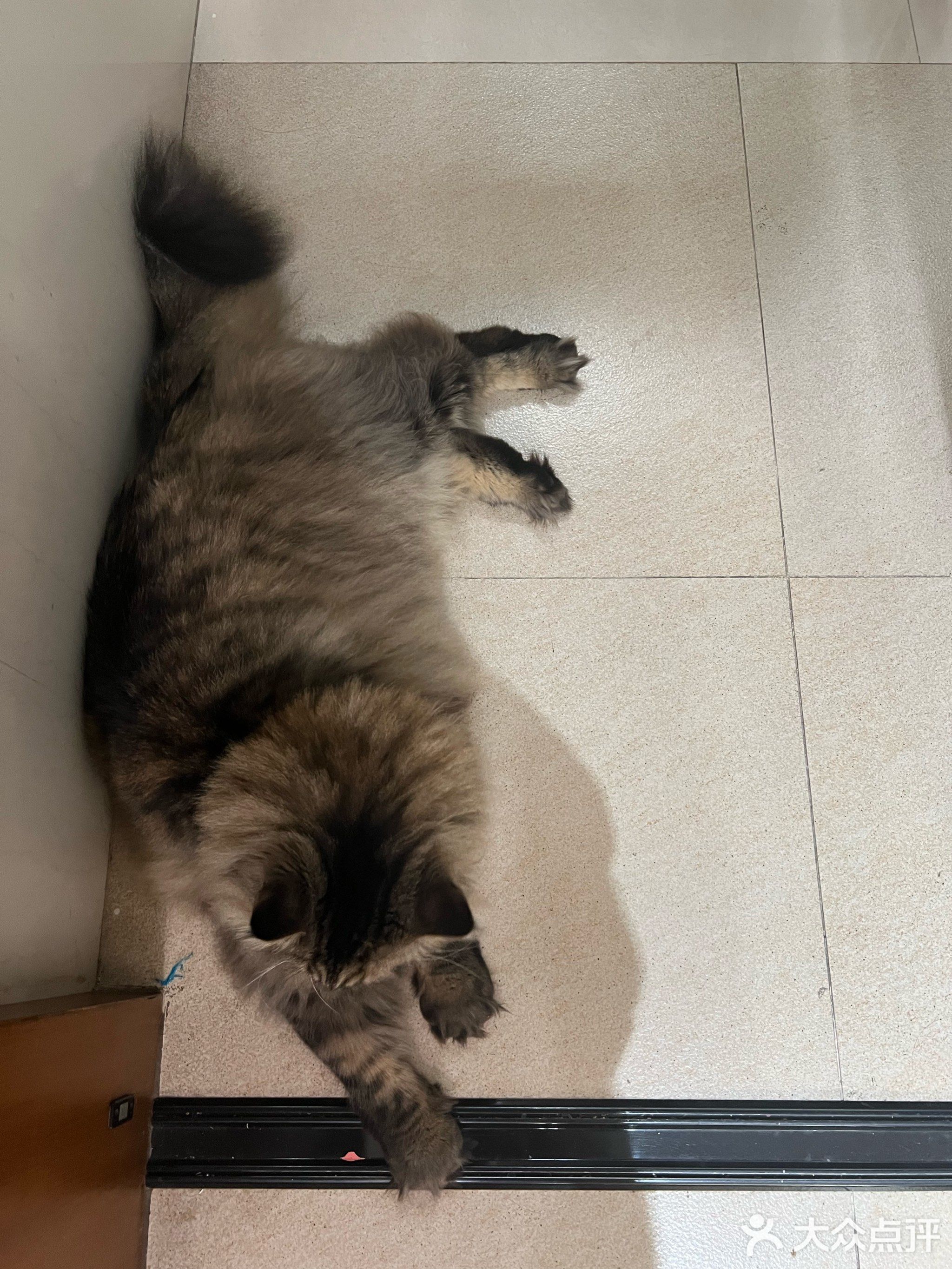 废事洗宠物翻新(敏捷蓉樾园店)