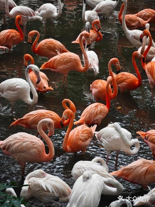 小艾宠物(市桥店)