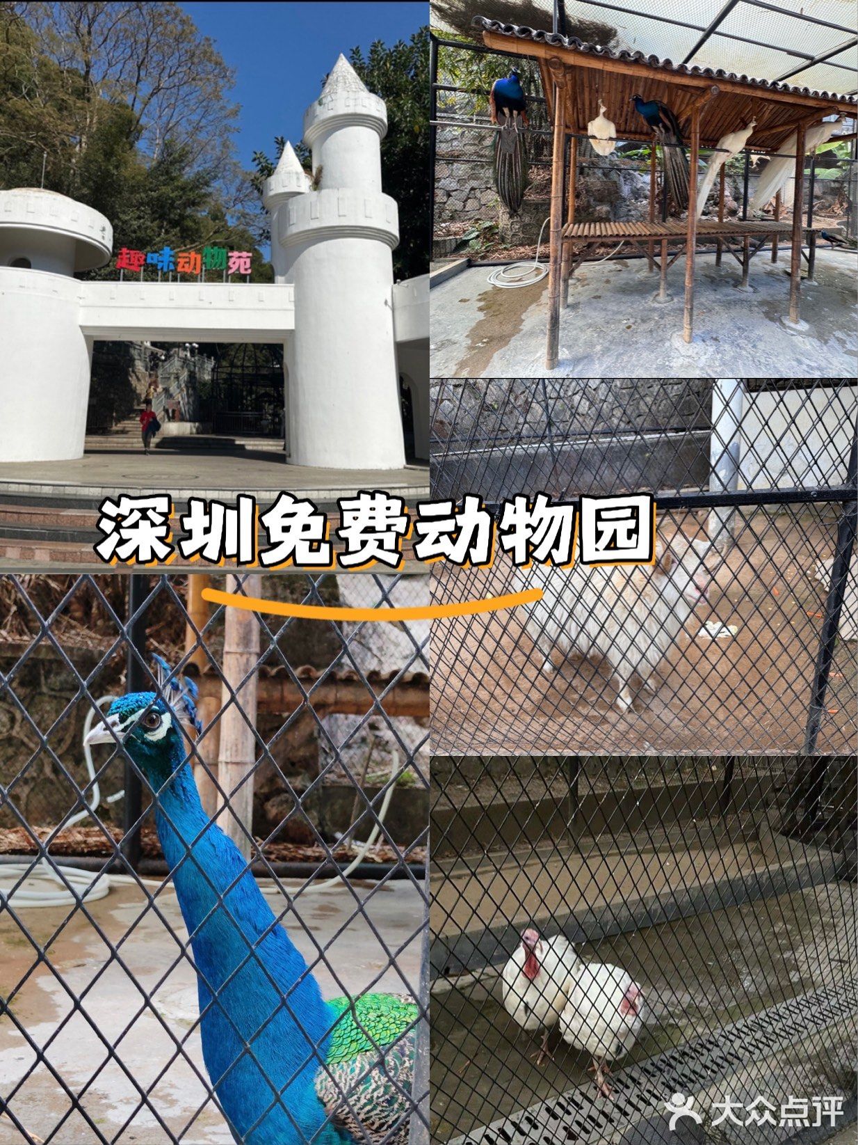 趣味动物苑-凹甲陆龟