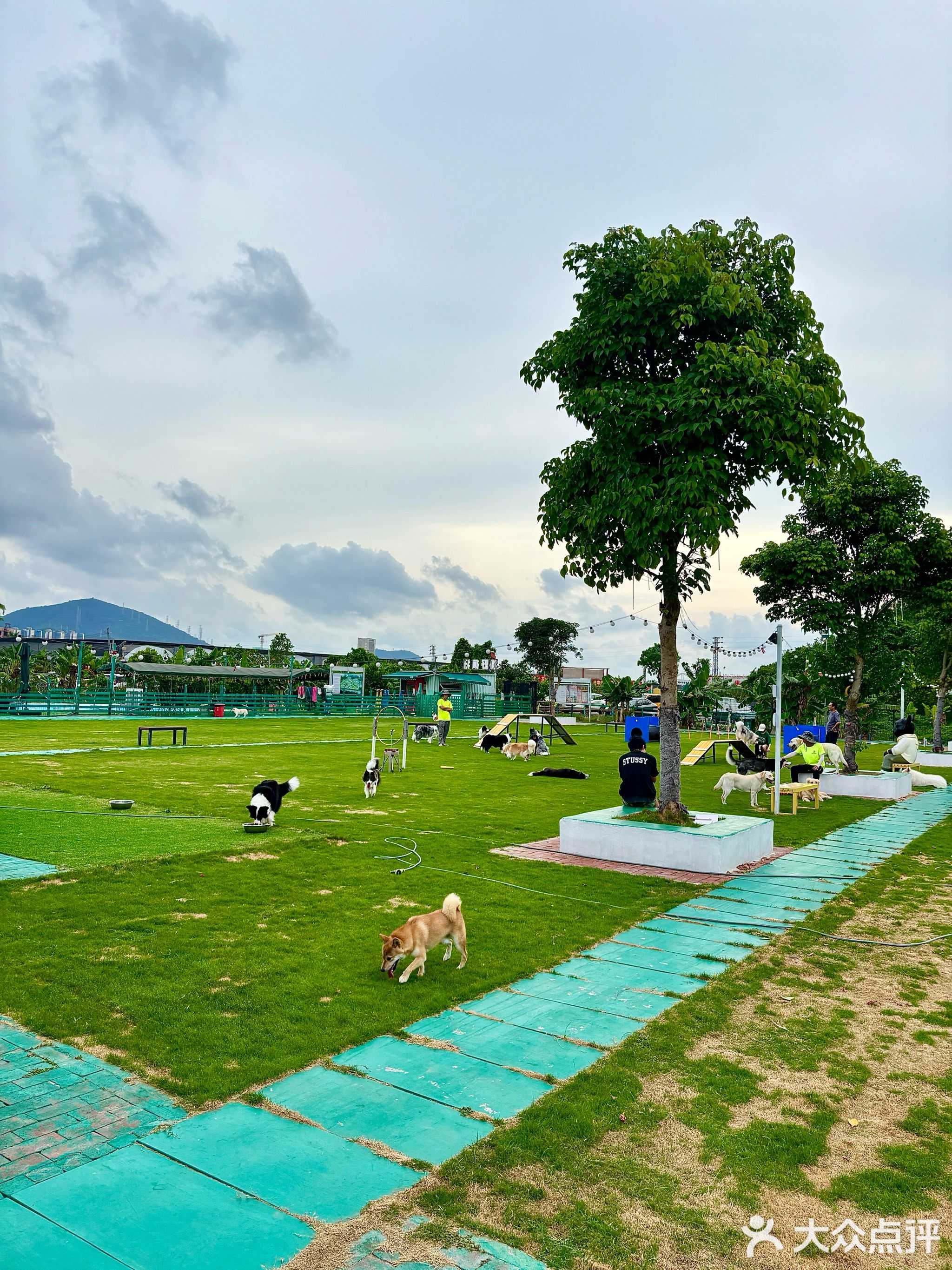 狗野疯狂宠物俱乐部