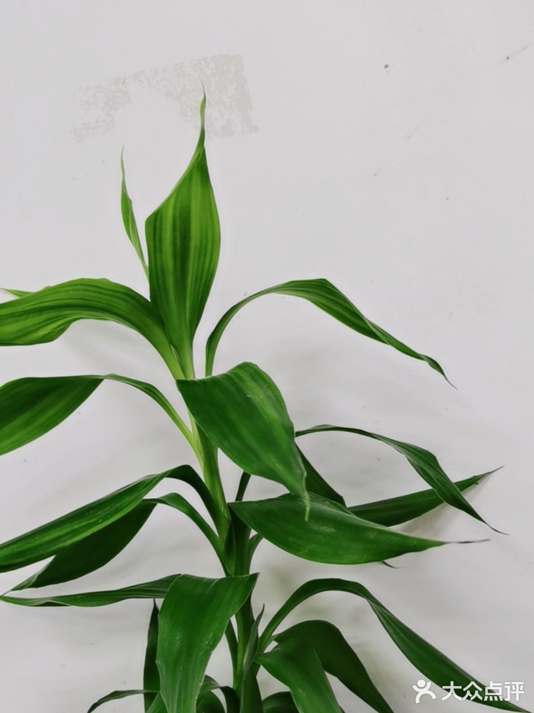 四姨儋州特色小吃