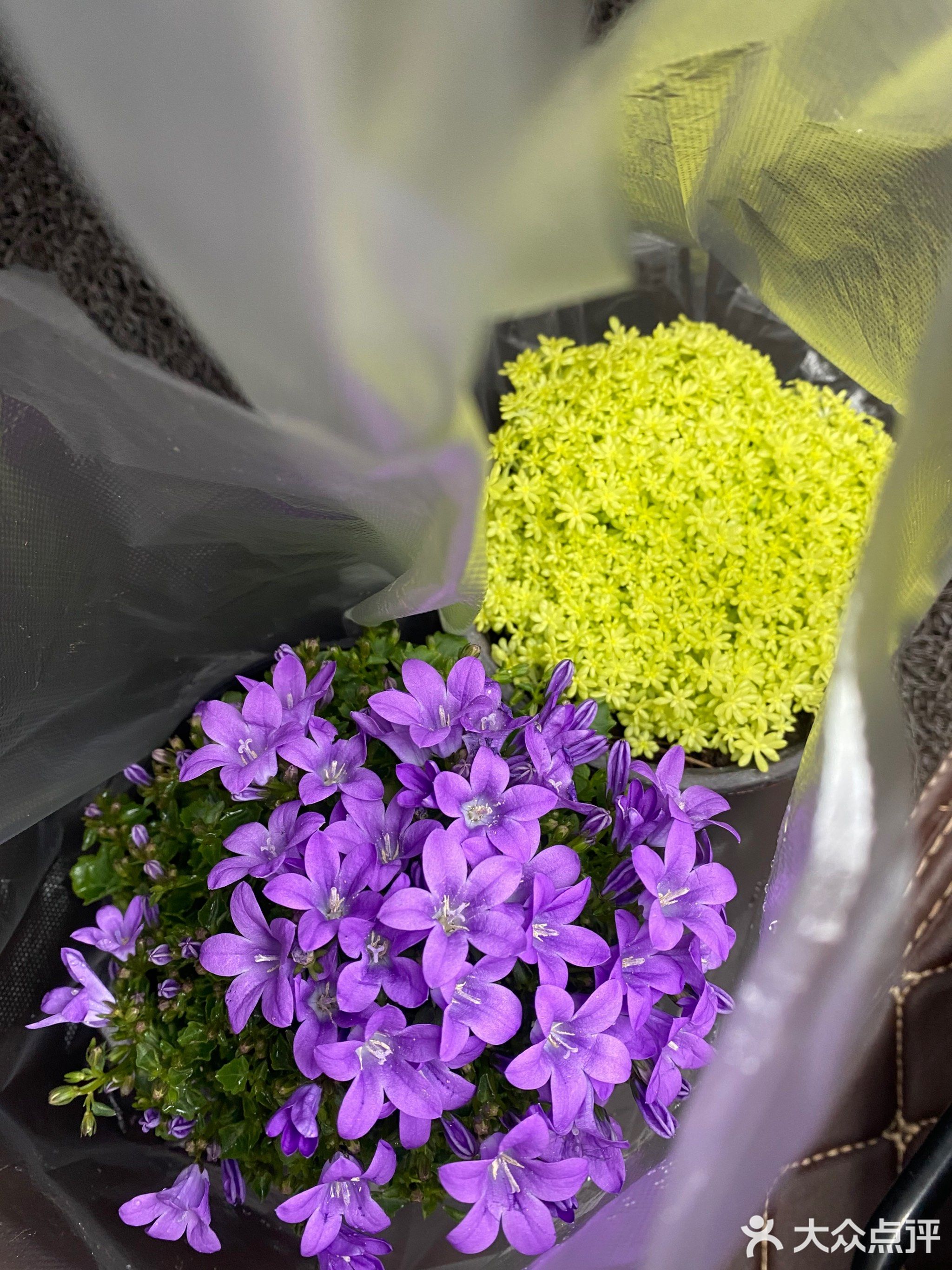 凤林花卉