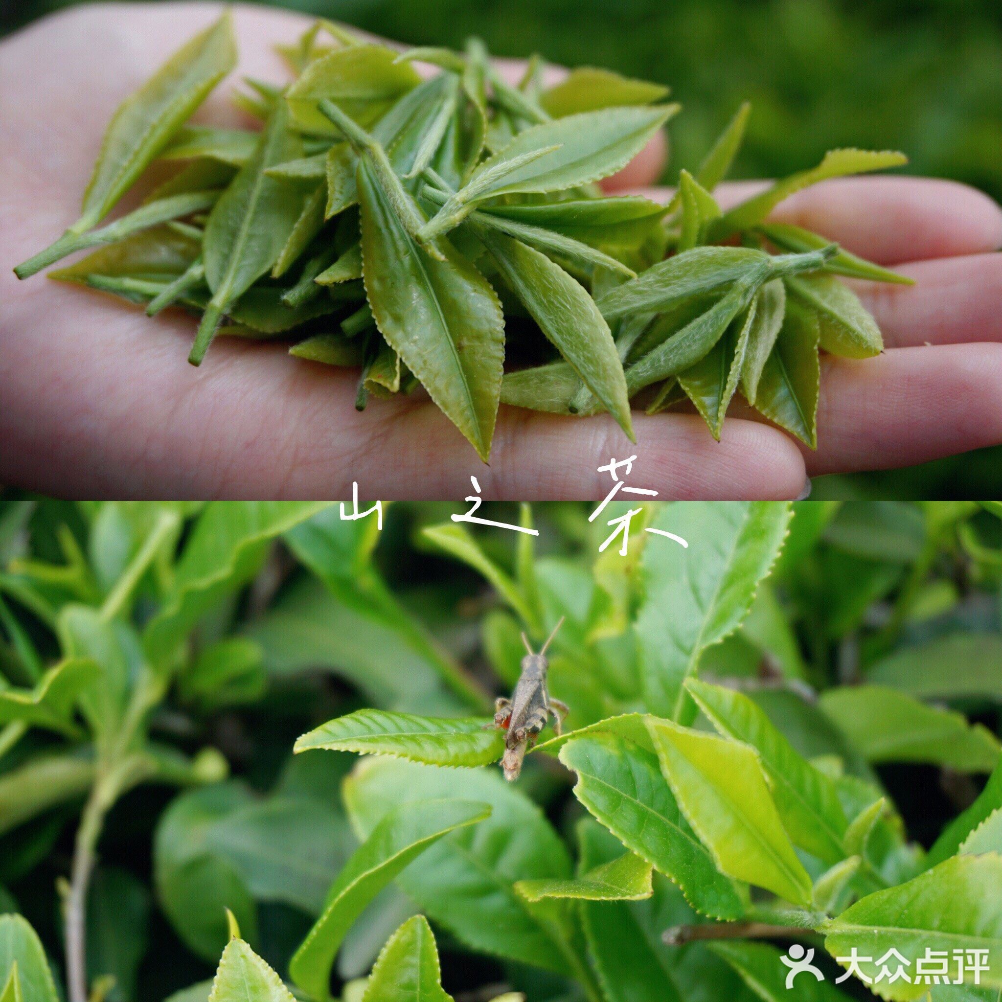 蓝芝茶庄