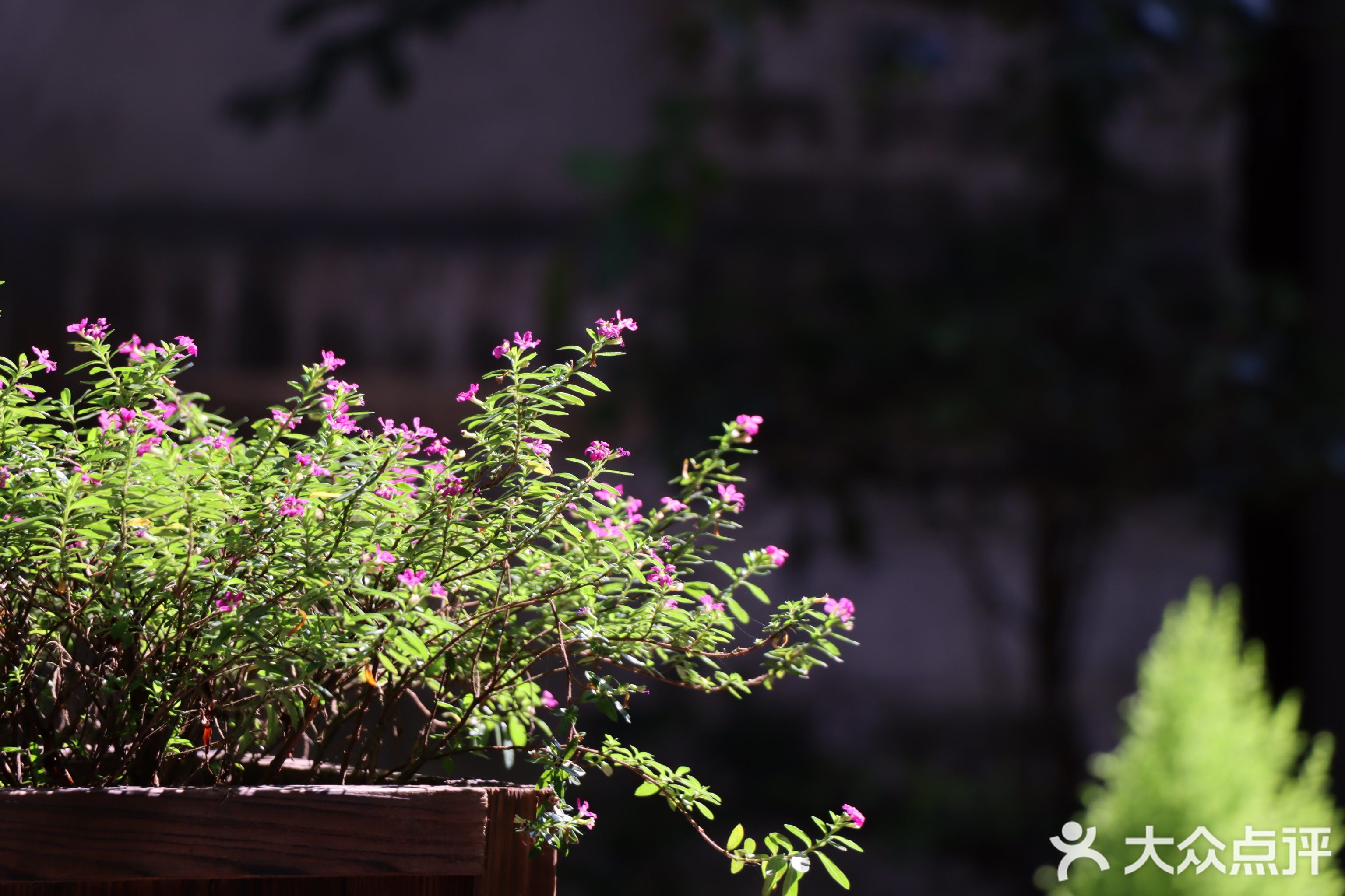 紫焰桂花酒厂