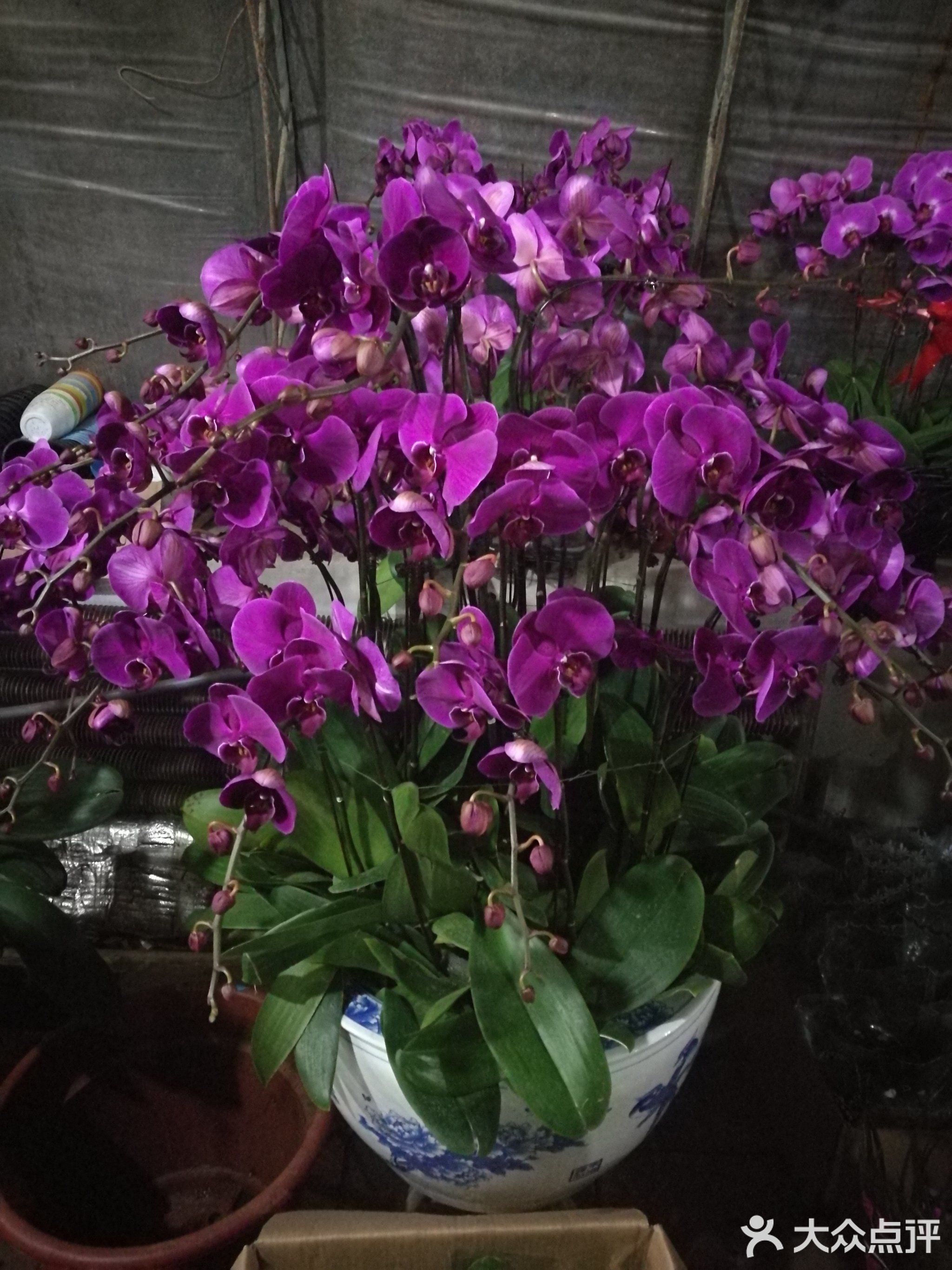 梅林花行