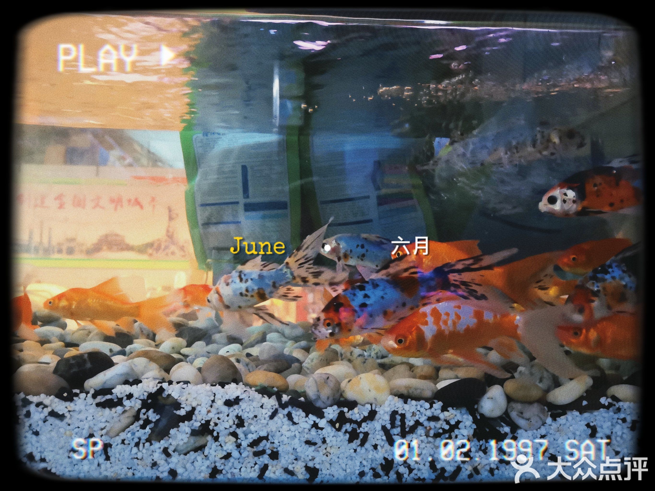 铃发水族猫狗粮食(南村综合市场店)