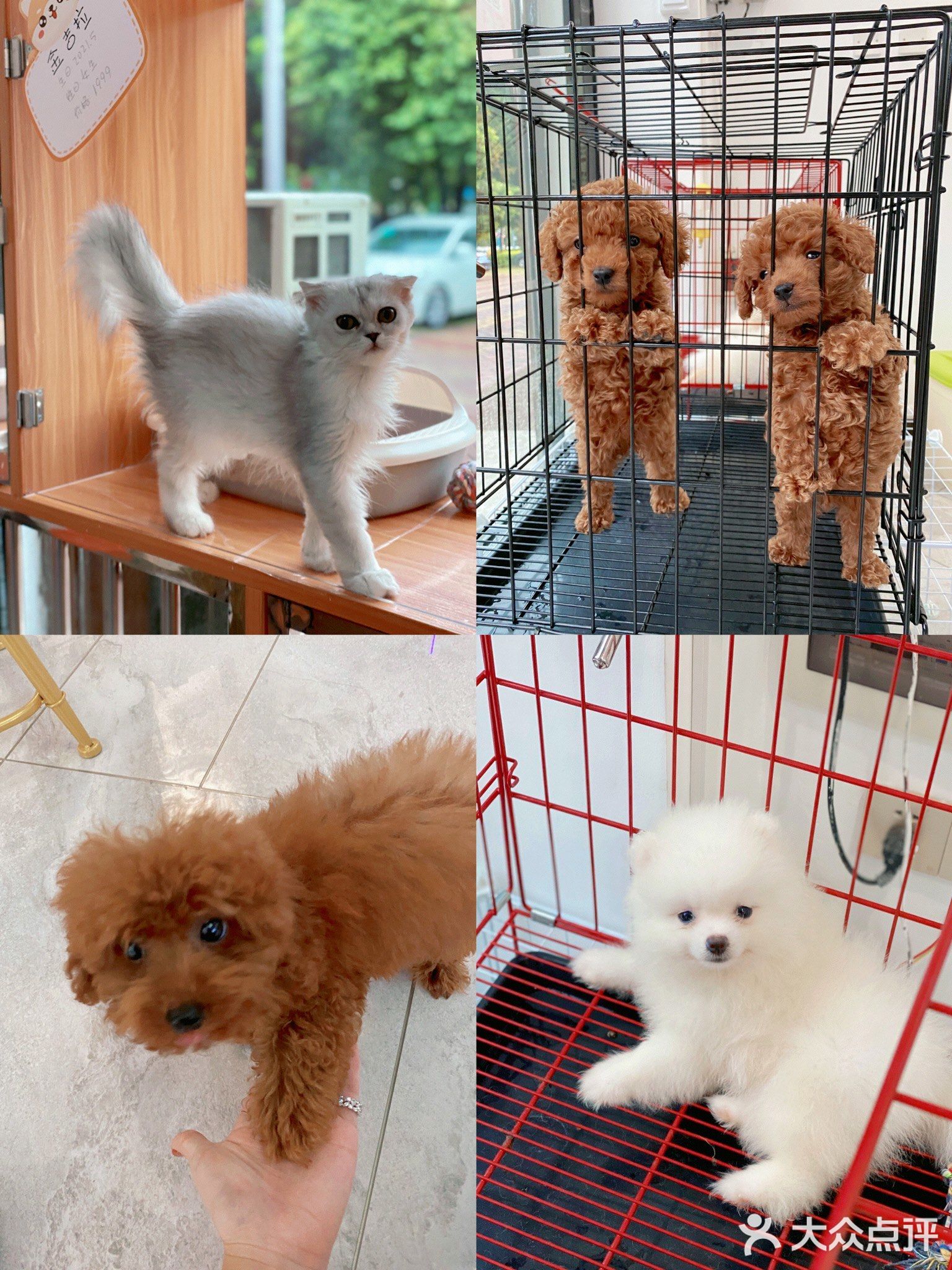 宠溺(黄金海岸店)