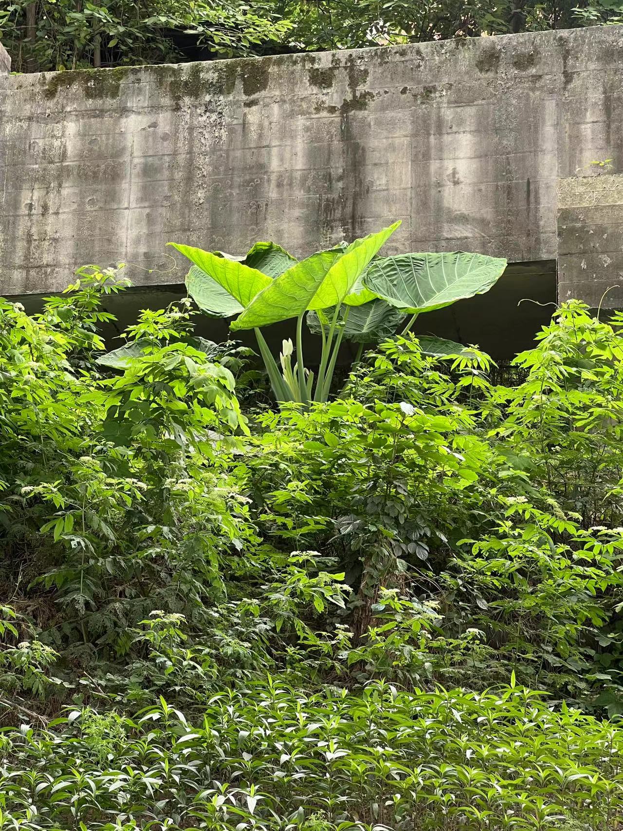 滴水观音