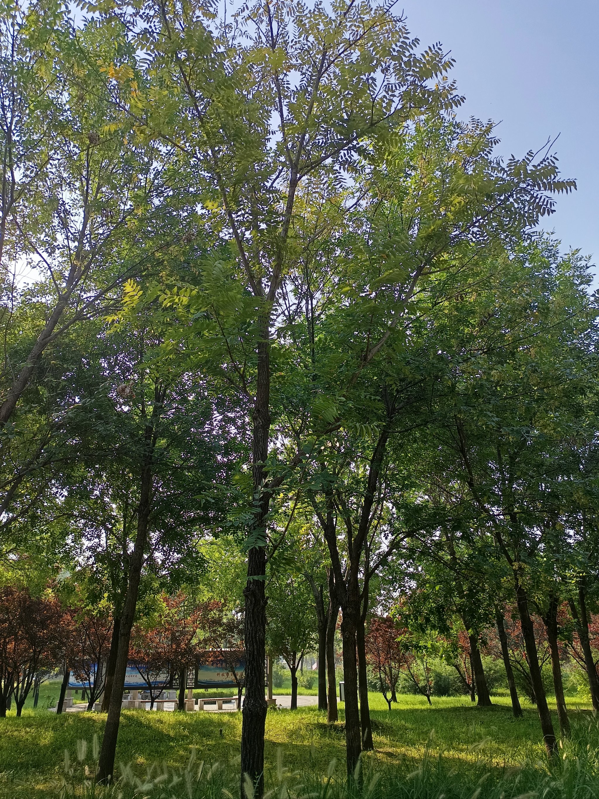 迎宾公园