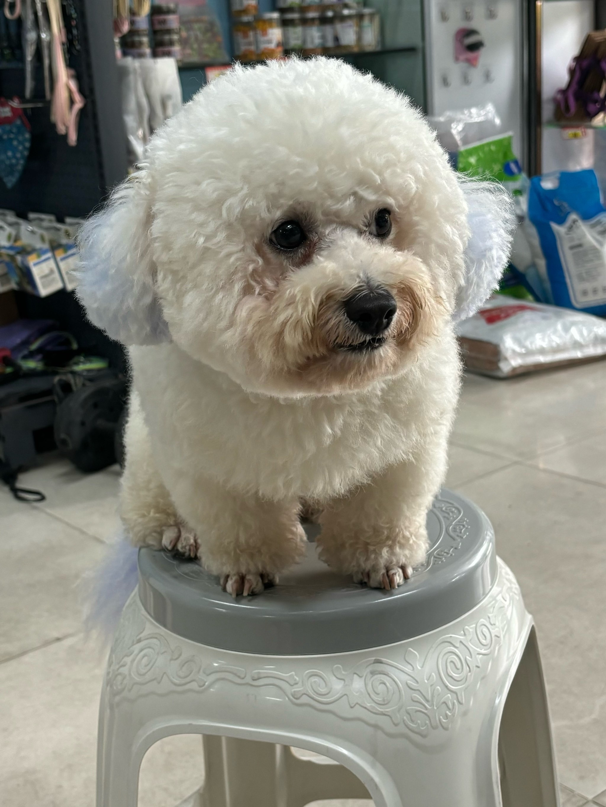 帮派宠物(时尚广场店)