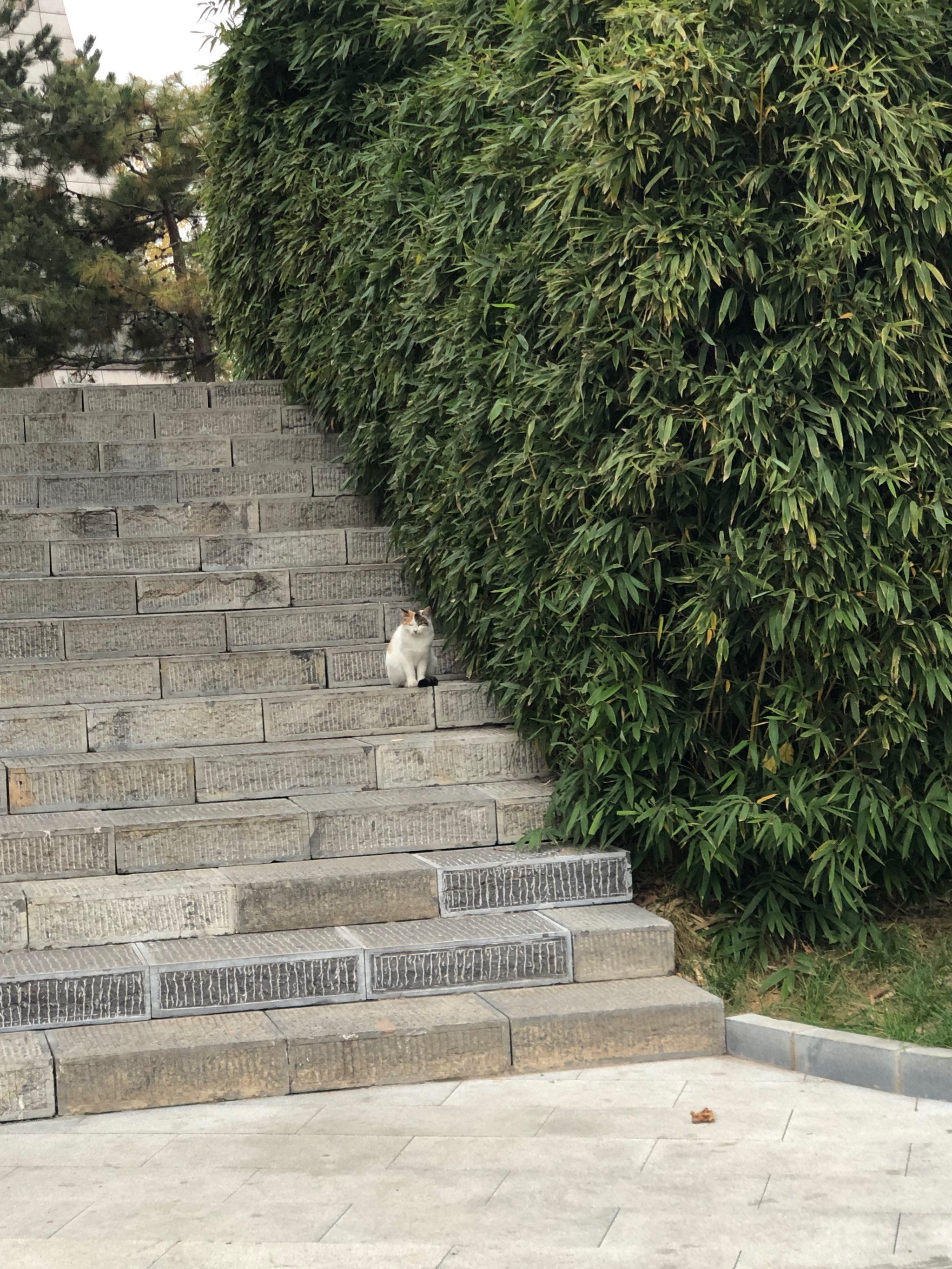 岔河镇