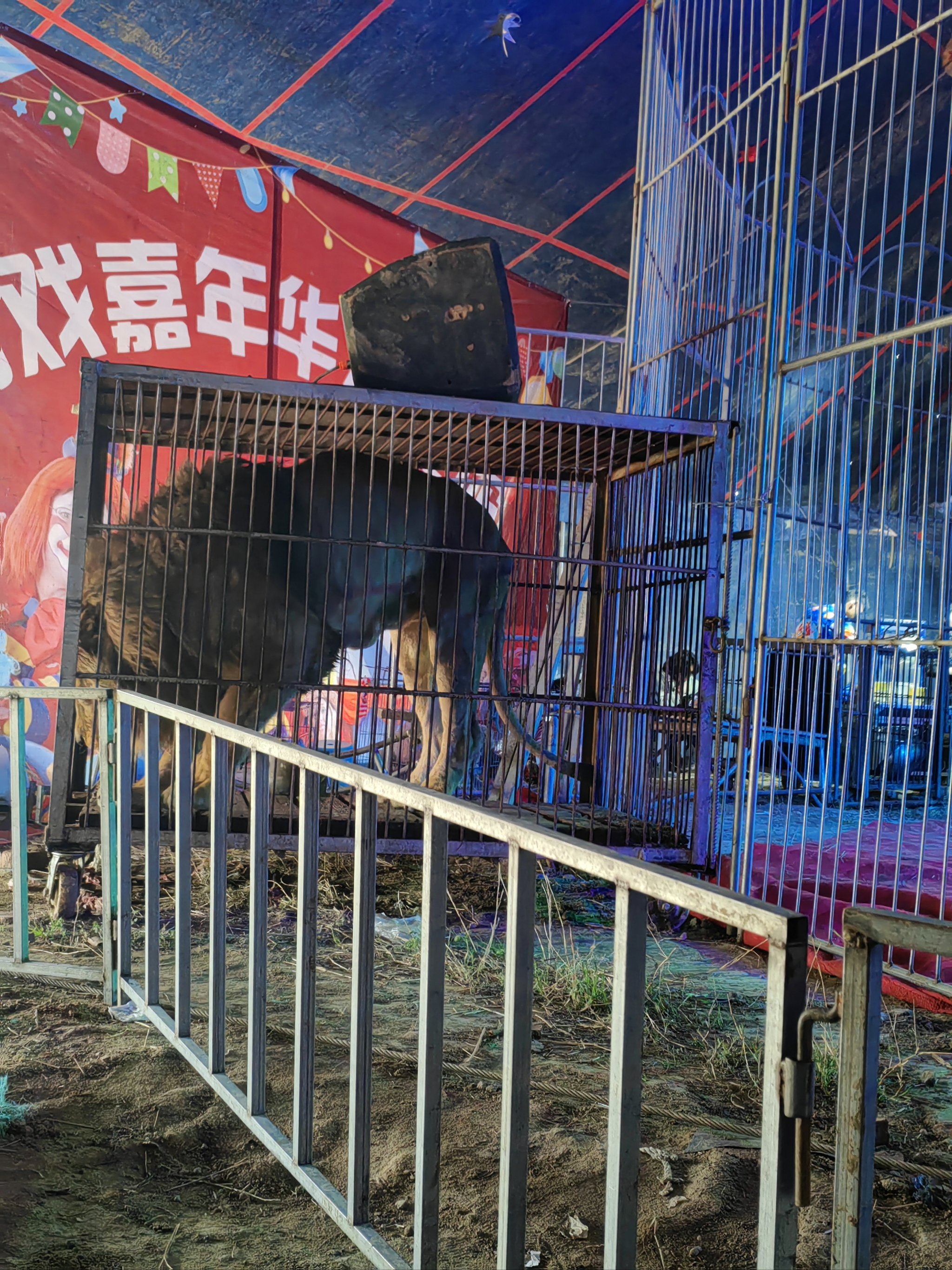 动物嘉年华
