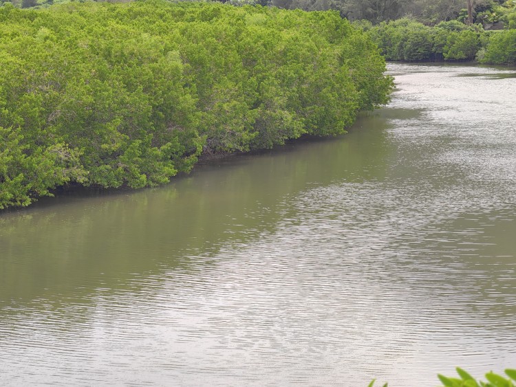 三亚铁炉港红树林世界联合自然保护示范区