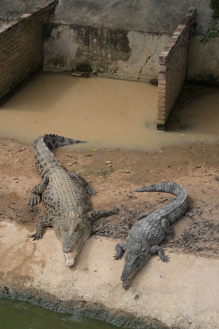 中国东方鳄鱼小镇