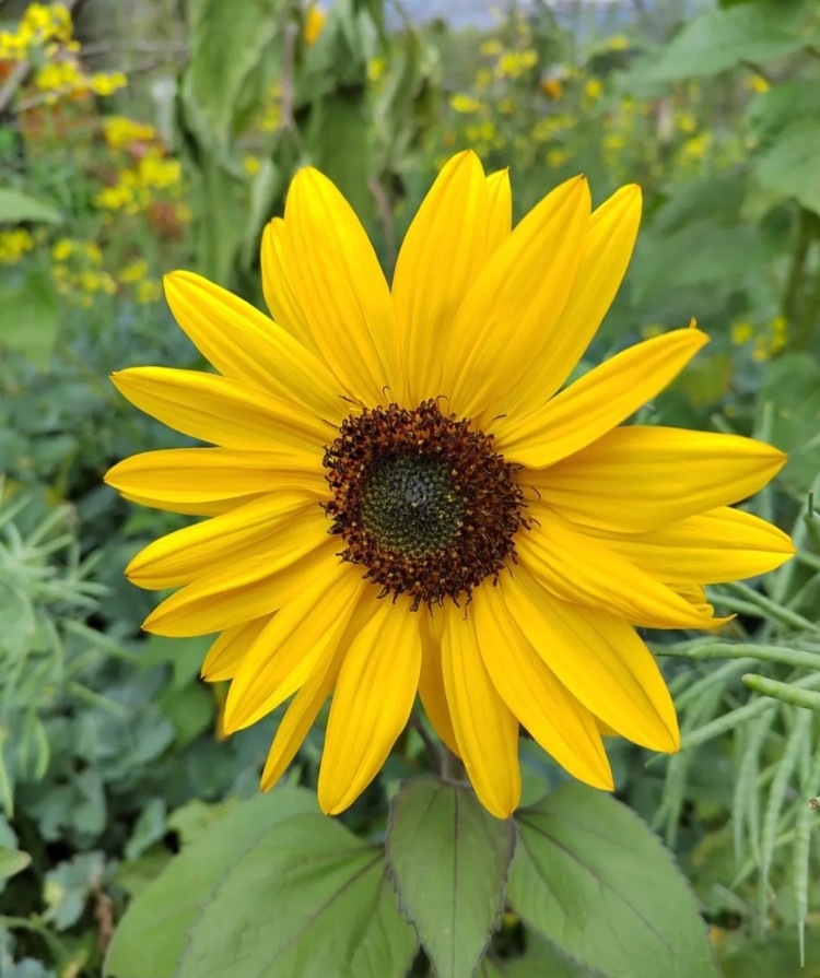 茶山樱花谷主题景区
