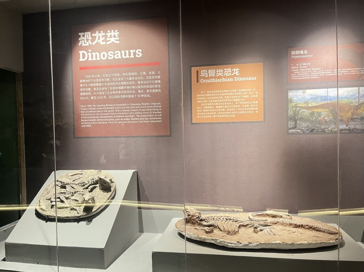 三亚恐龙博物馆
