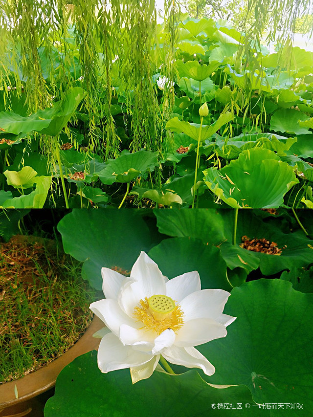 焦作盆景园