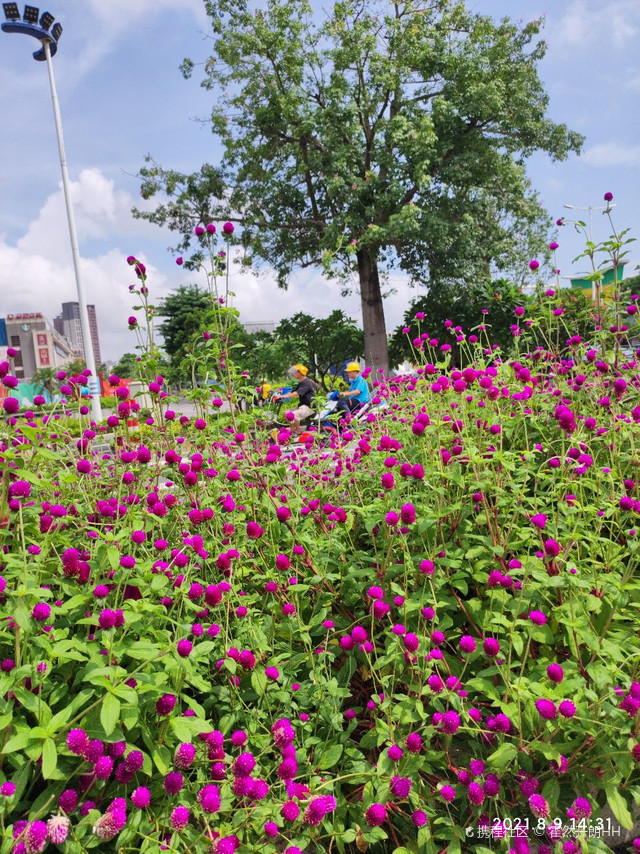 坦洲镇