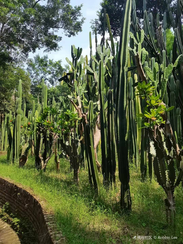 中山仙人掌大峡谷