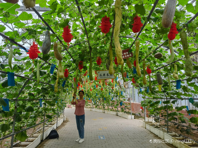 五彩田园农业嘉年华