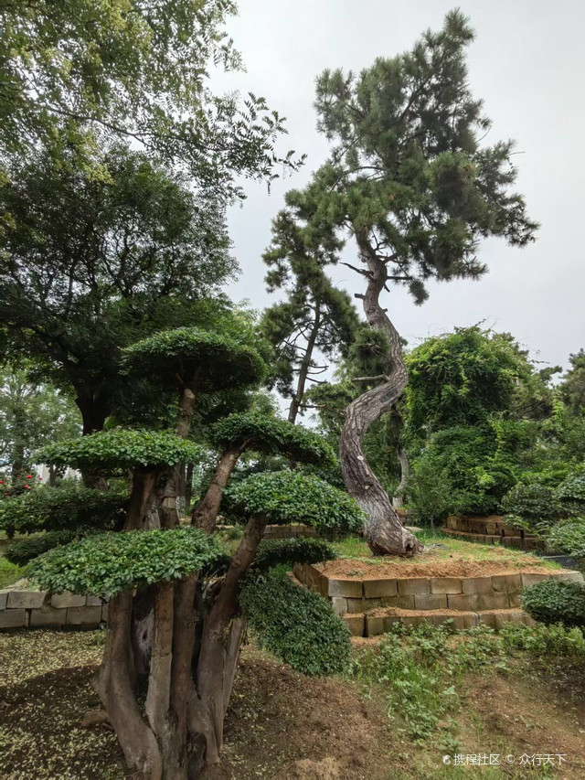 临沂市银盛亨通园林苗木有限公司