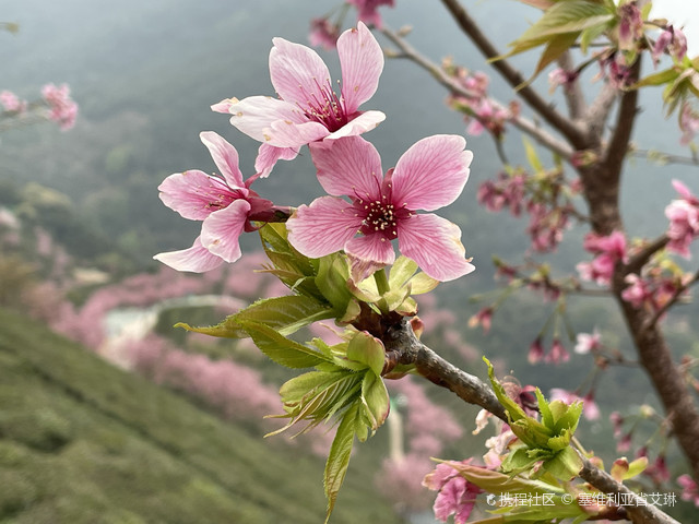 阴那山樱公园