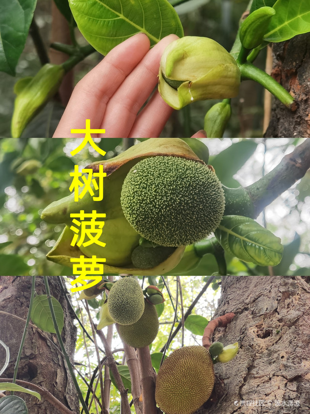 莲峰山公园